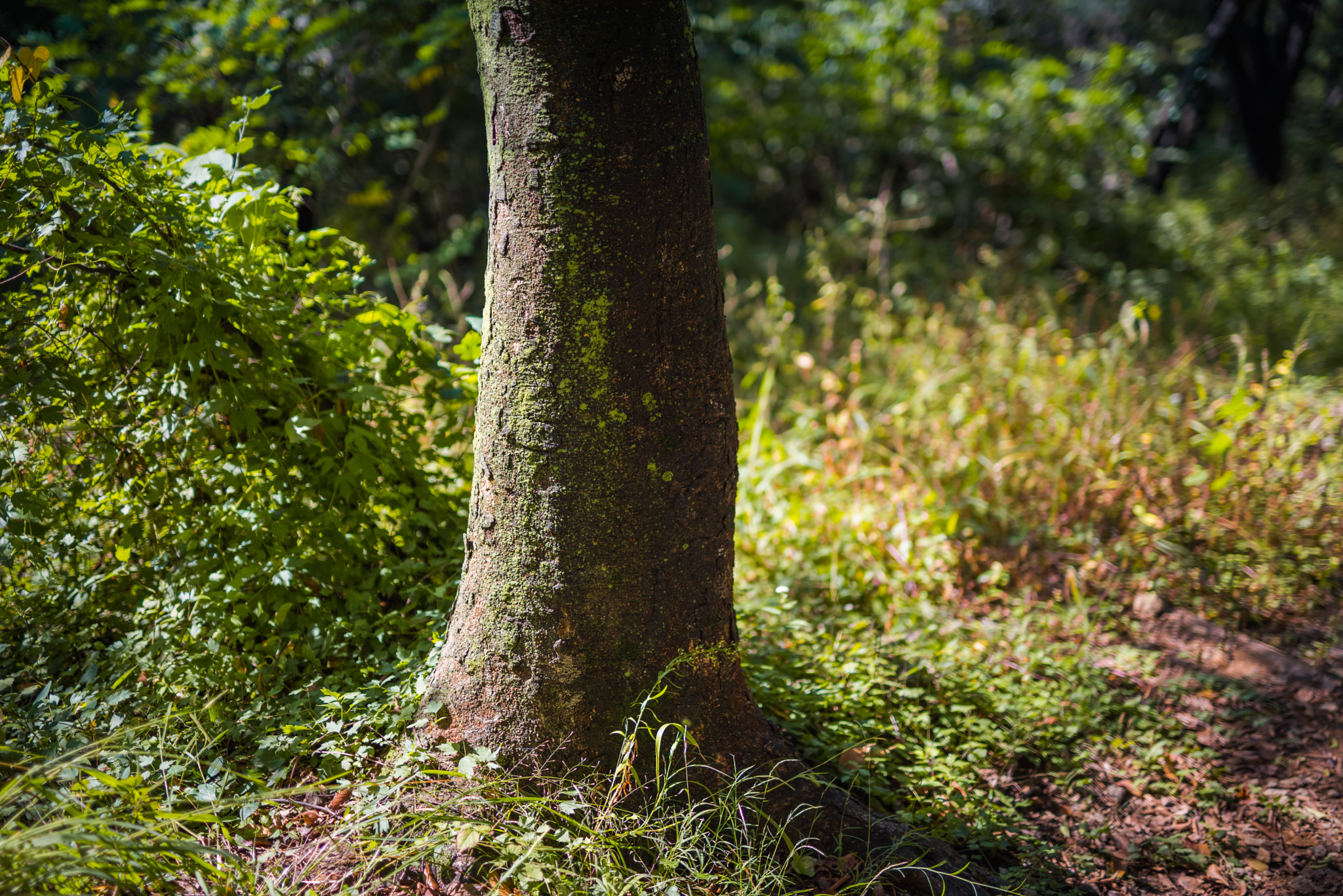 Sigma 50mm F1.4 DG HSM Art sample photo. Tree photography