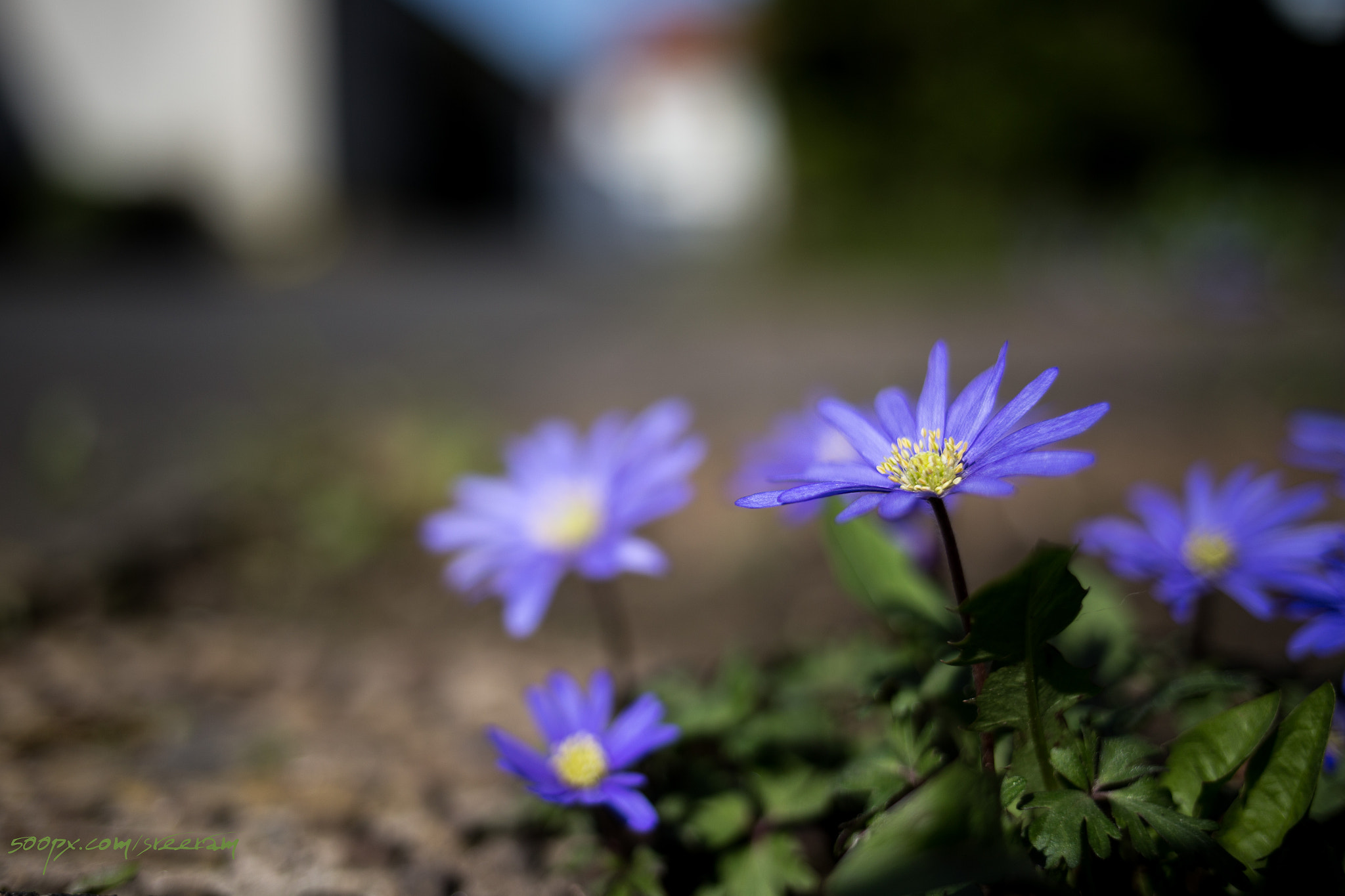 Canon EOS 6D sample photo. Another roadside beauty! photography
