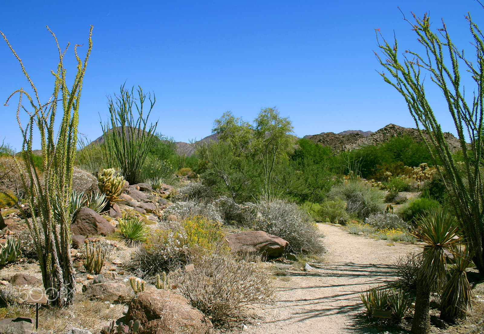 18.0 - 55.0 mm sample photo. California desert photography