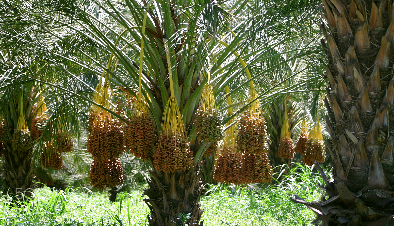 75.0 - 300.0 mm sample photo. Date tree mecca california photography