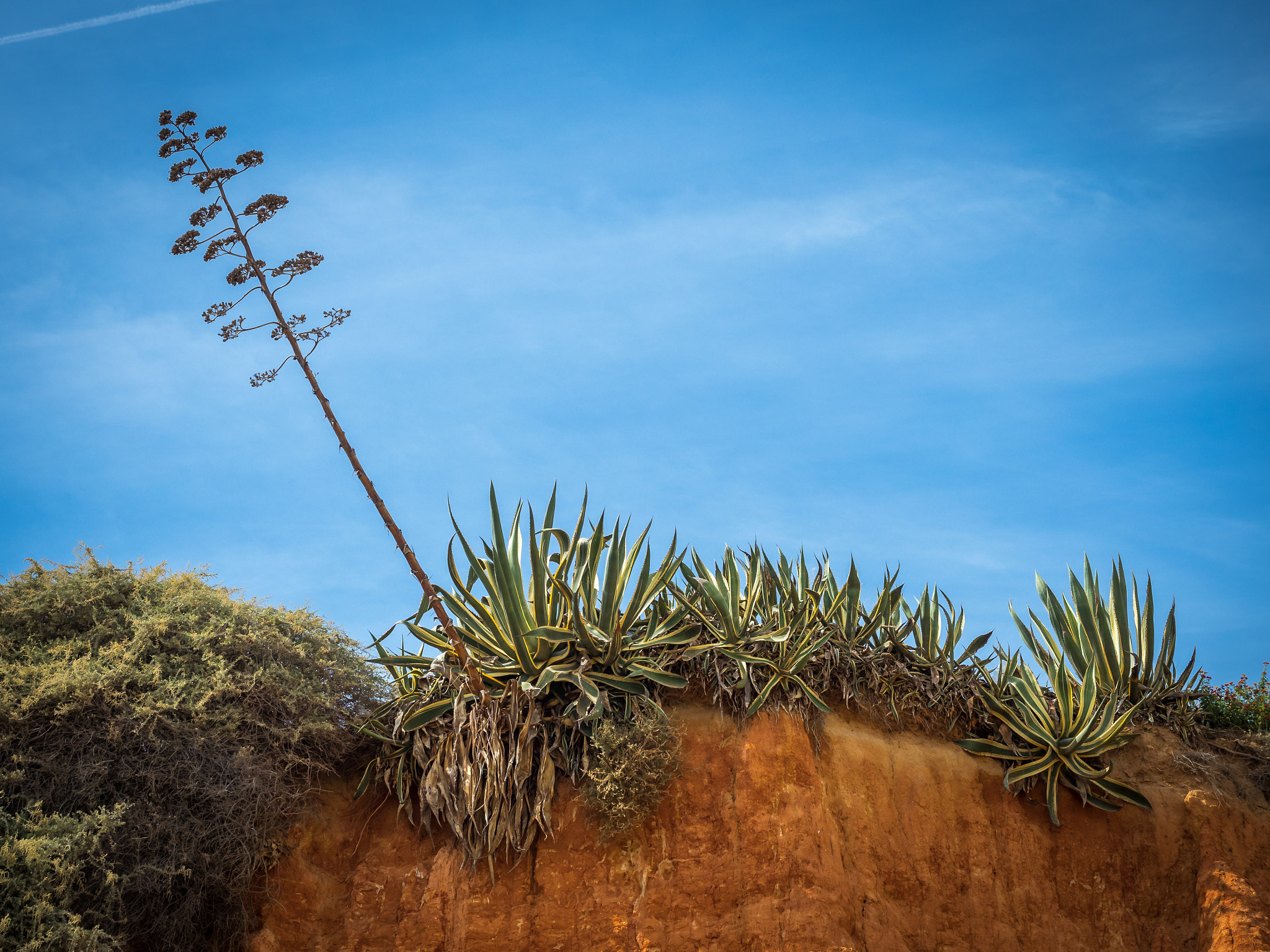 Olympus OM-D E-M5 II + Olympus M.Zuiko Digital ED 12-40mm F2.8 Pro sample photo. Agave photography