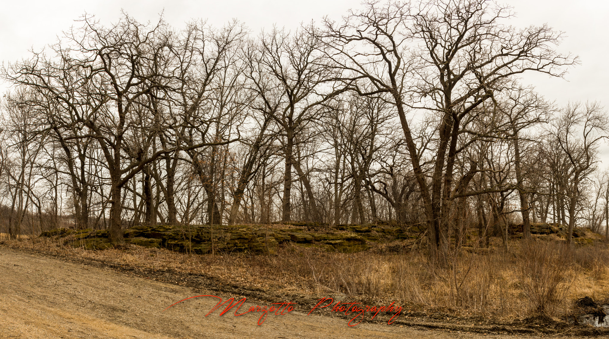 Canon EF-S 24mm F2.8 STM sample photo. Interesting panorama trees photography