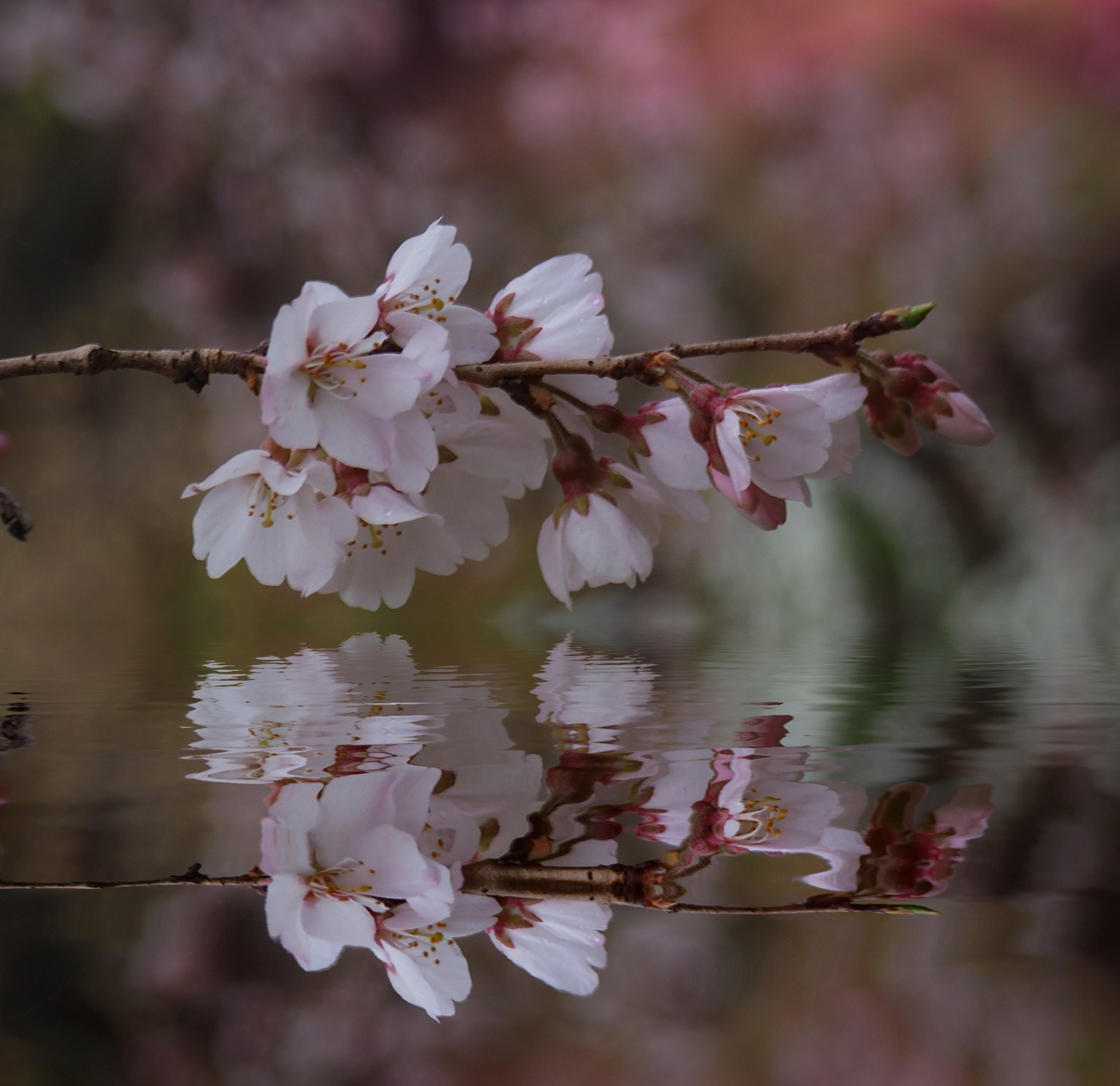 Olympus OM-D E-M1 sample photo. Spring blossoms 2 photography