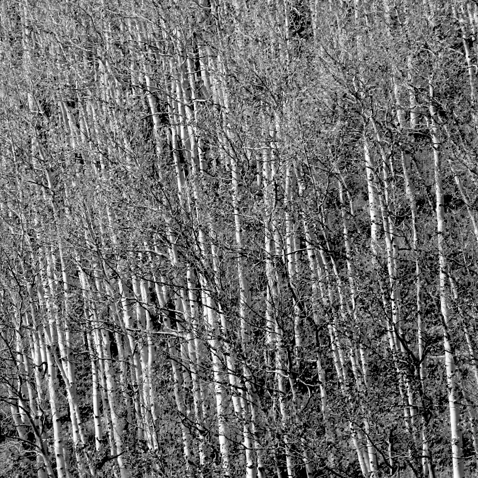 Canon EF 28-135mm F3.5-5.6 IS USM sample photo. The forest for the trees photography