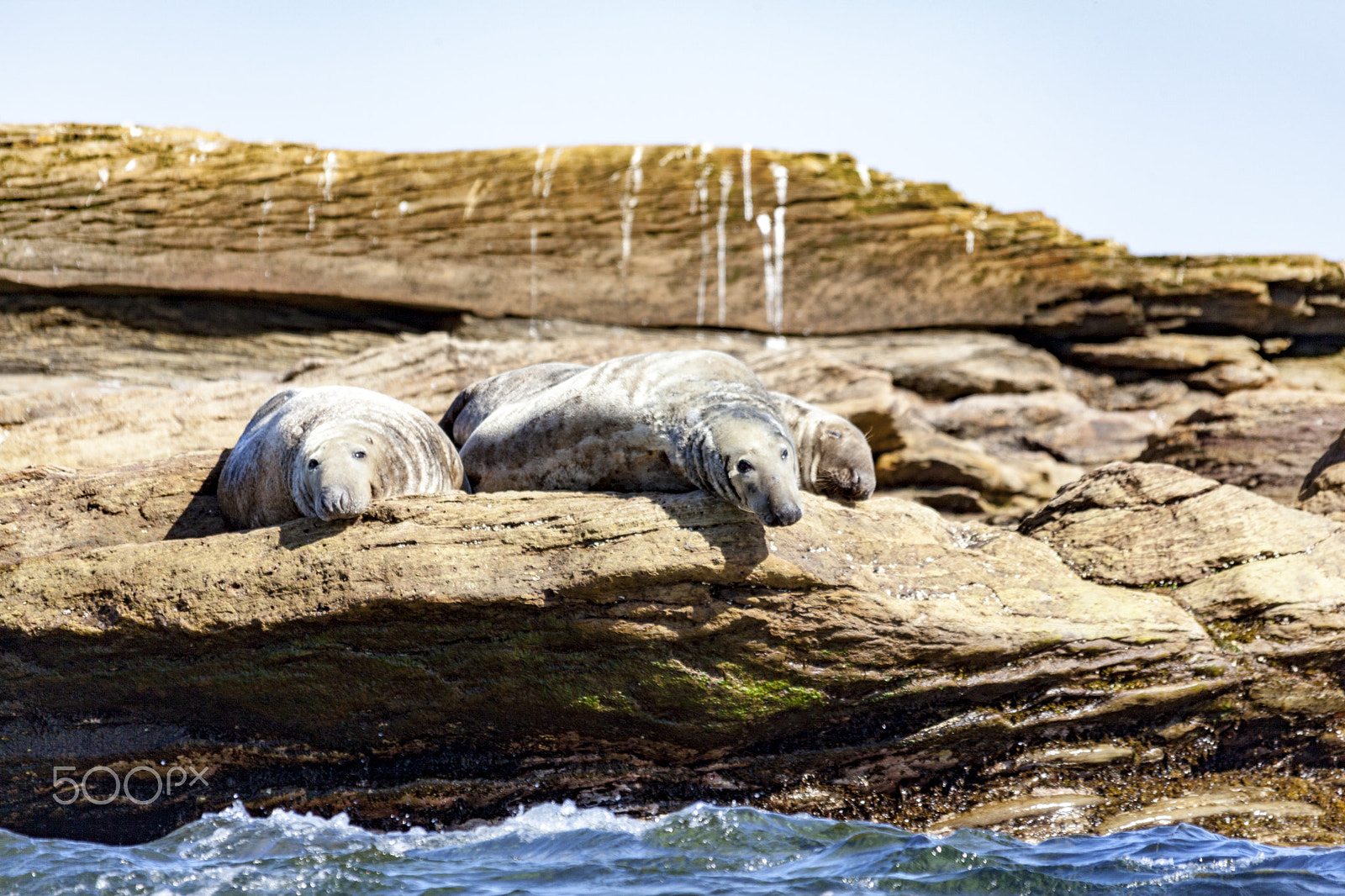 Canon EOS 5D Mark II sample photo. Seals on the rocks.jpg photography