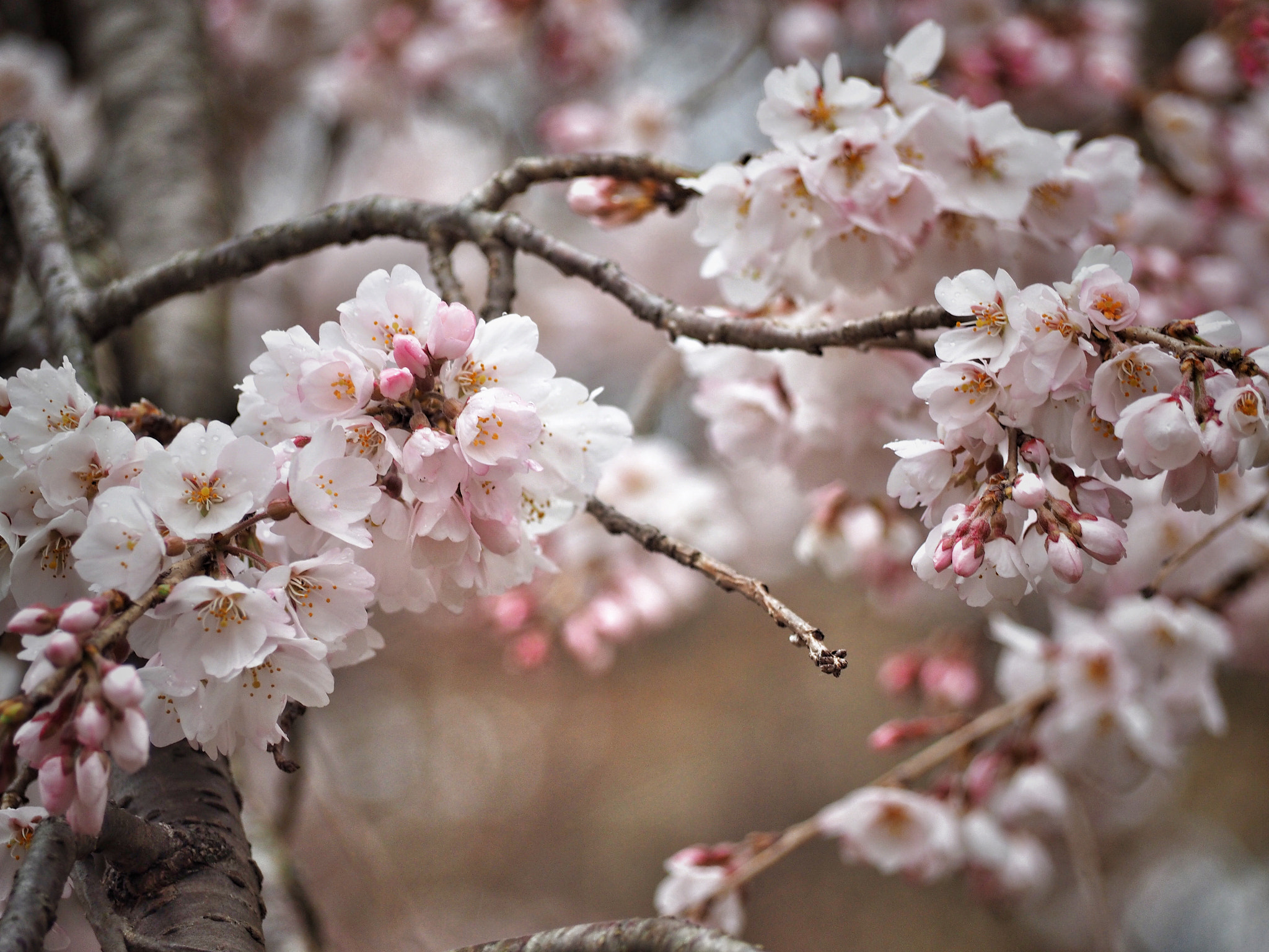 Olympus OM-D E-M1 sample photo. Spring vista photography