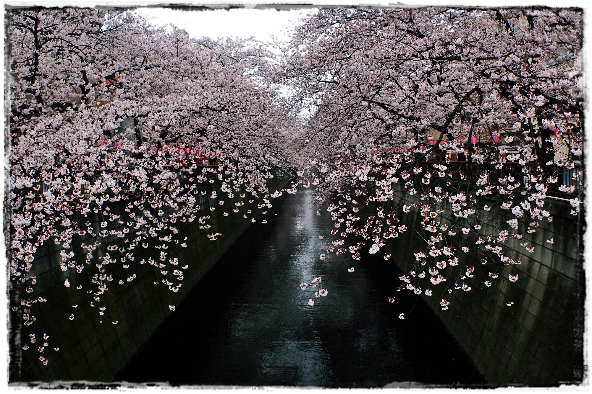 Olympus TG-3 sample photo. Sakura photography