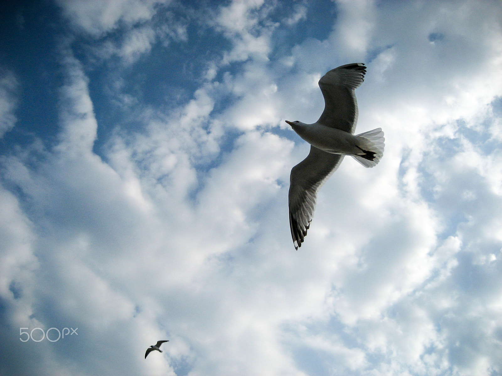 Canon POWERSHOT SD600 sample photo. Soaring on the updrafts photography