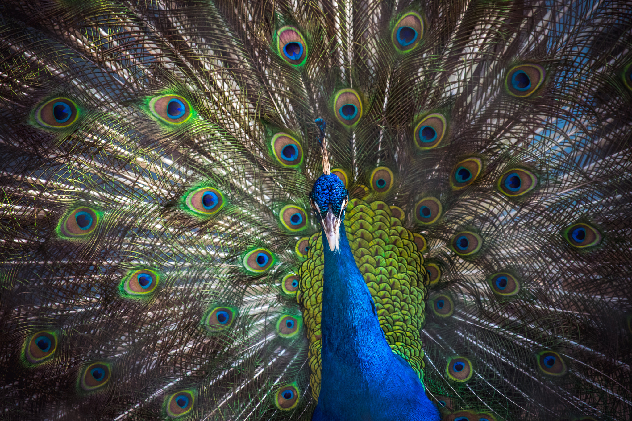 Nikon D7200 sample photo. Explosion of colours..!! photography