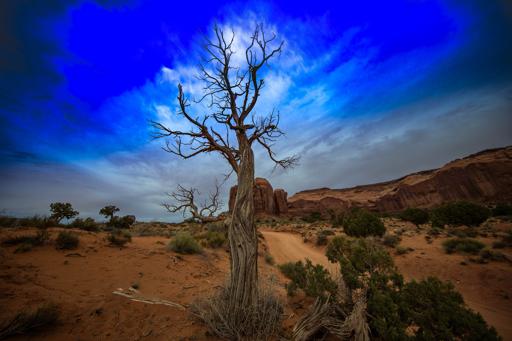 Canon EOS 5D Mark IV + Canon EF 11-24mm F4L USM sample photo. Mystic tree of life photography