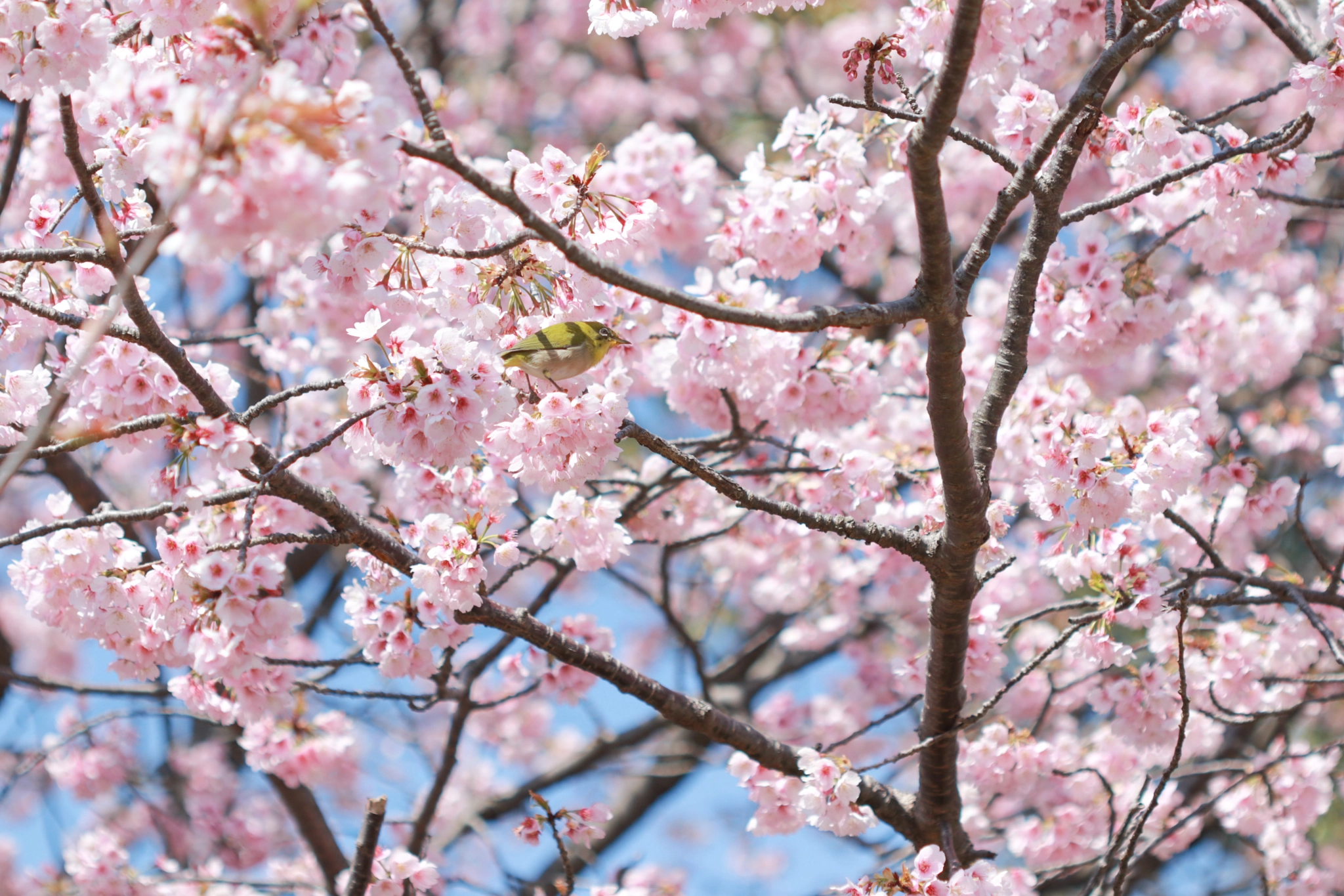 Canon EOS 80D + Canon EF 100mm F2.8 Macro USM sample photo. Cherry blossoms&cute bird* photography