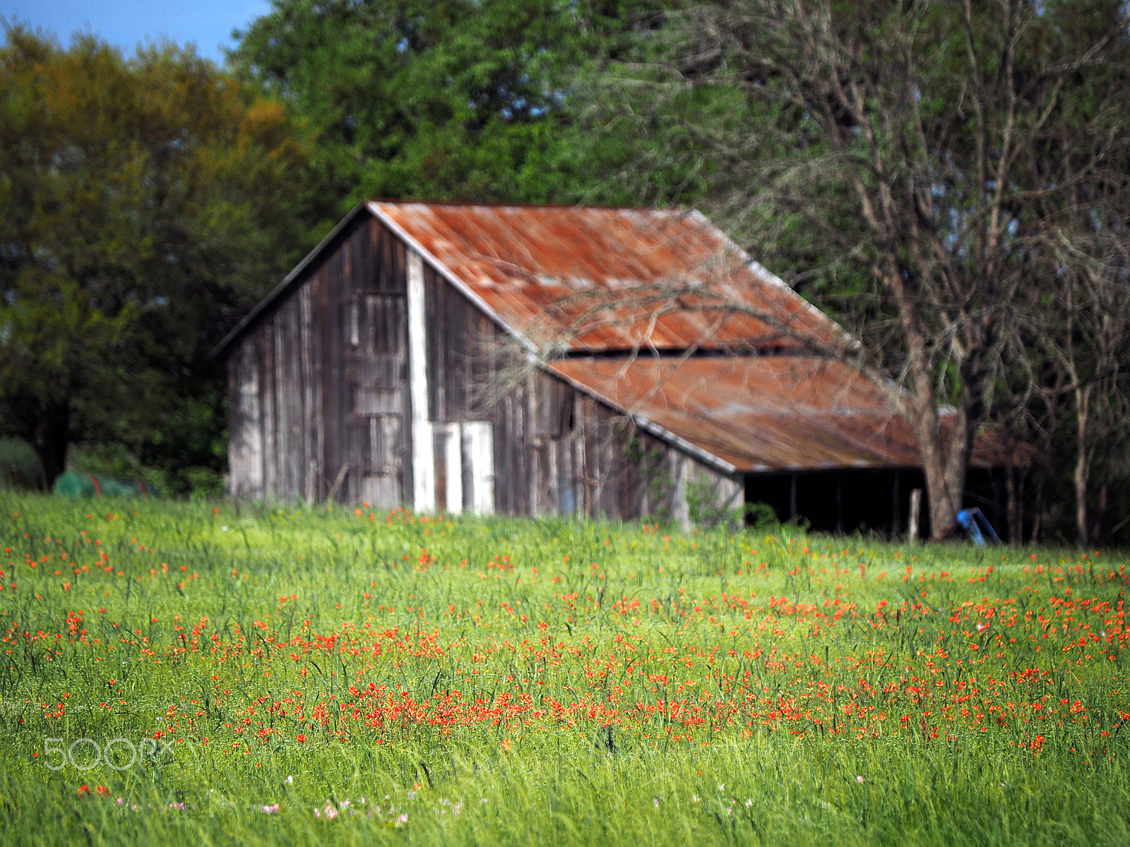 Olympus OM-D E-M1 sample photo. Tin roof, rusted photography
