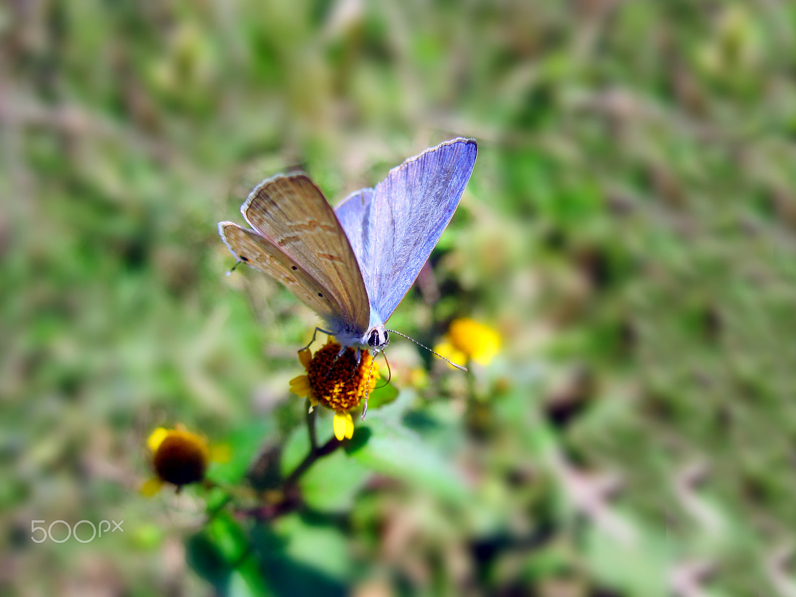 Canon PowerShot SD780 IS (Digital IXUS 100 IS / IXY Digital 210 IS) sample photo. Open wings butterfly photography