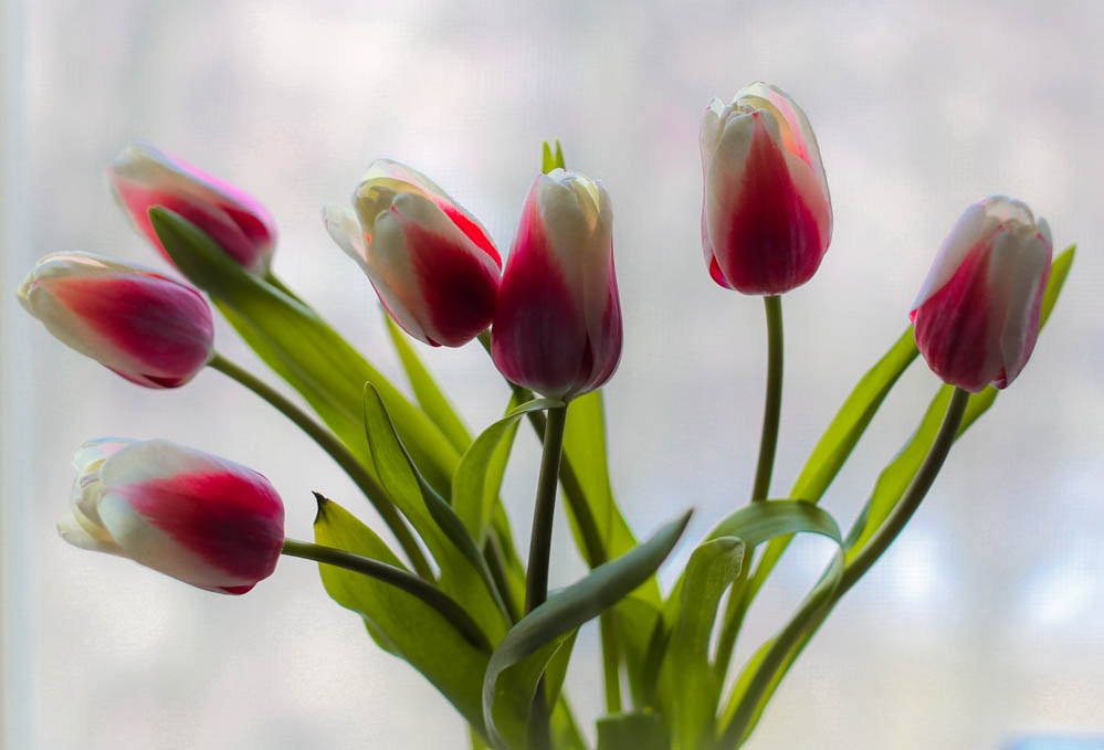 Canon EF 50mm F1.2L USM sample photo. Tulips photography