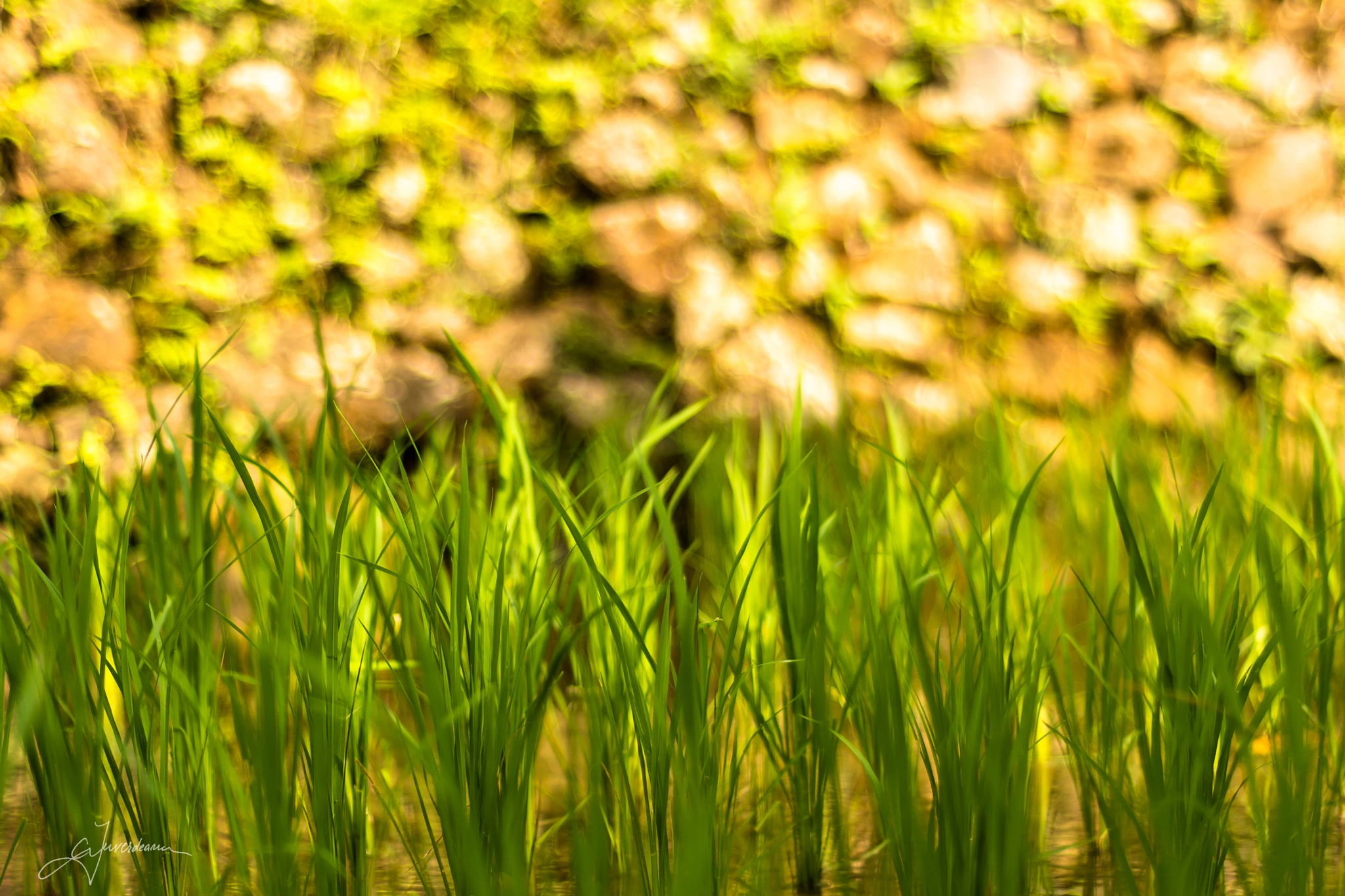 Nikon D7100 sample photo. Sunny rice photography
