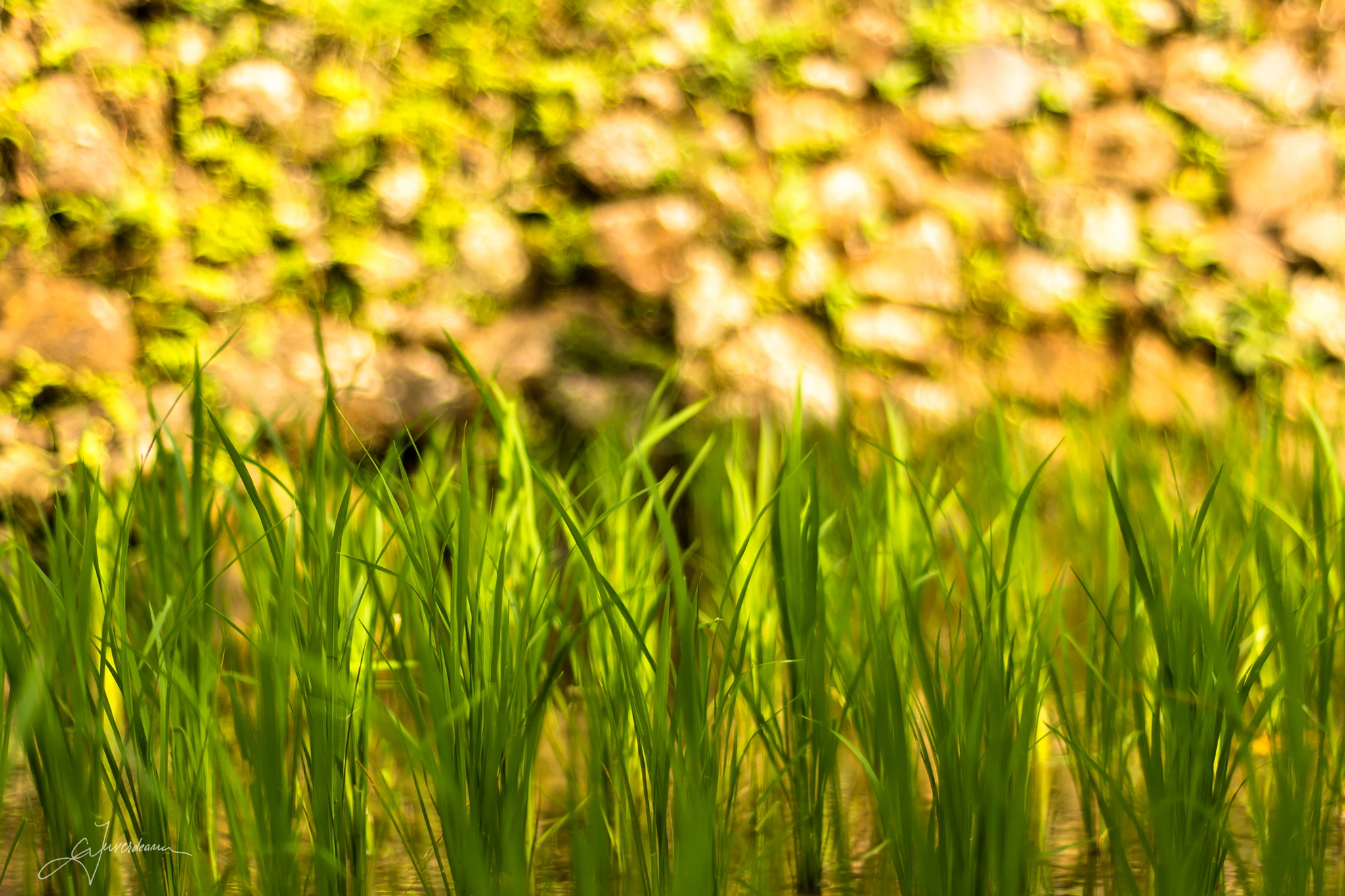 Nikon D7100 + Nikon AF Nikkor 50mm F1.8D sample photo. Sunny rice photography