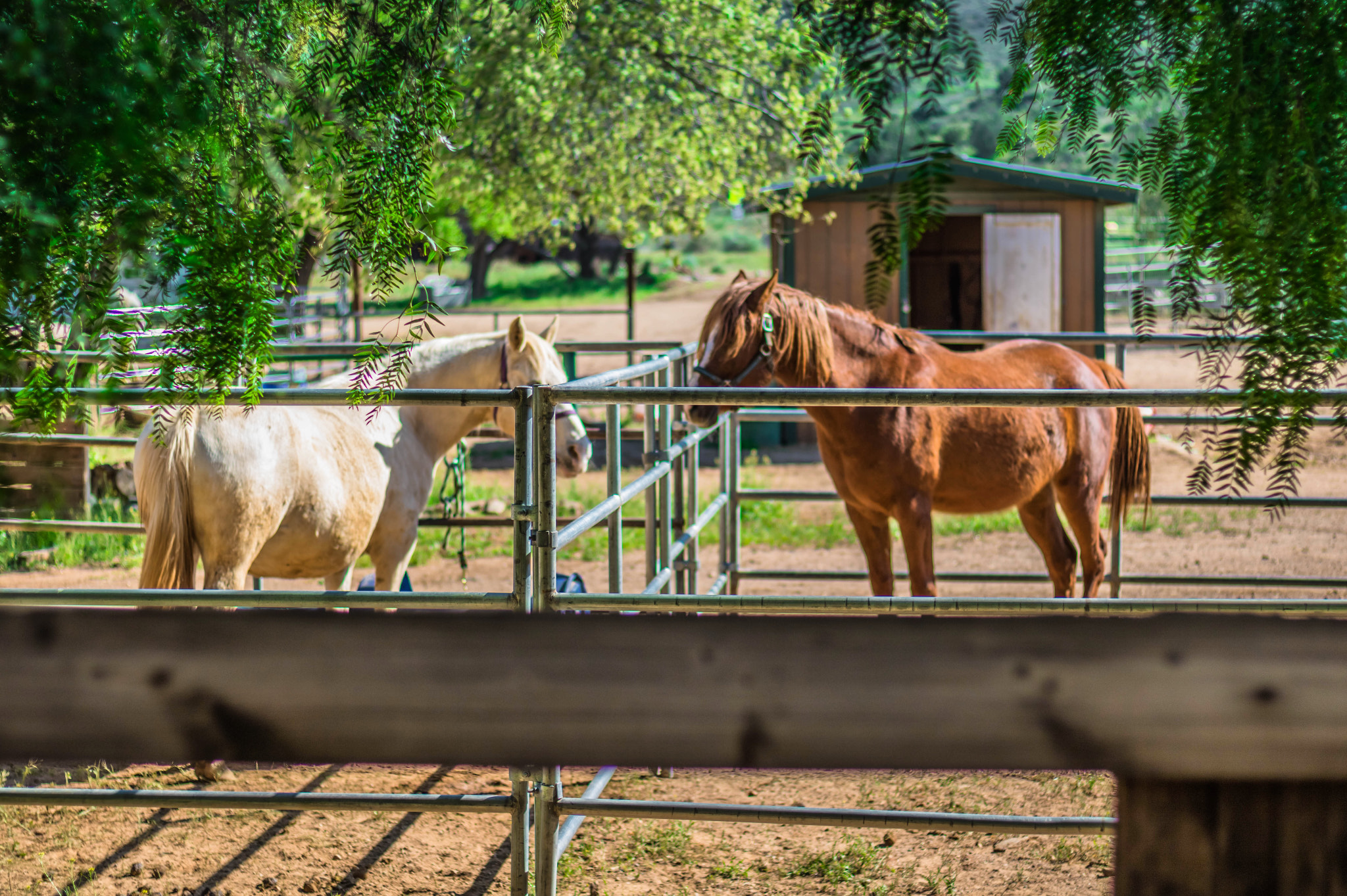 Canon EOS 750D (EOS Rebel T6i / EOS Kiss X8i) sample photo. "until one has loved an animal a part of one's soul remains unawakened." photography