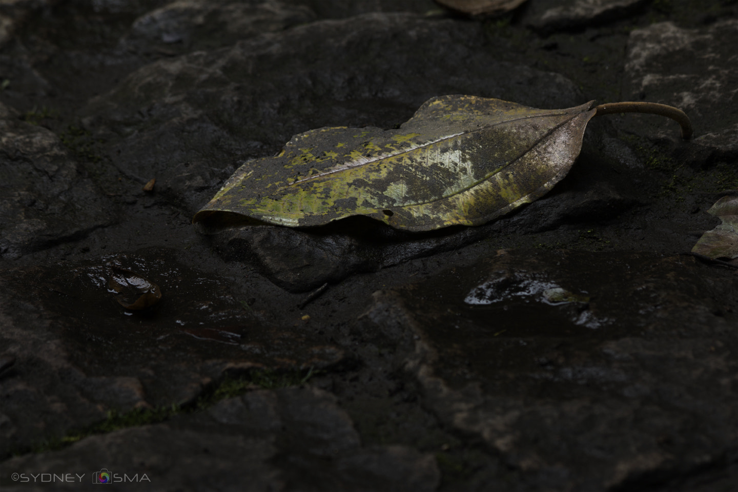 Canon EOS 760D (EOS Rebel T6s / EOS 8000D) sample photo. Black period photography