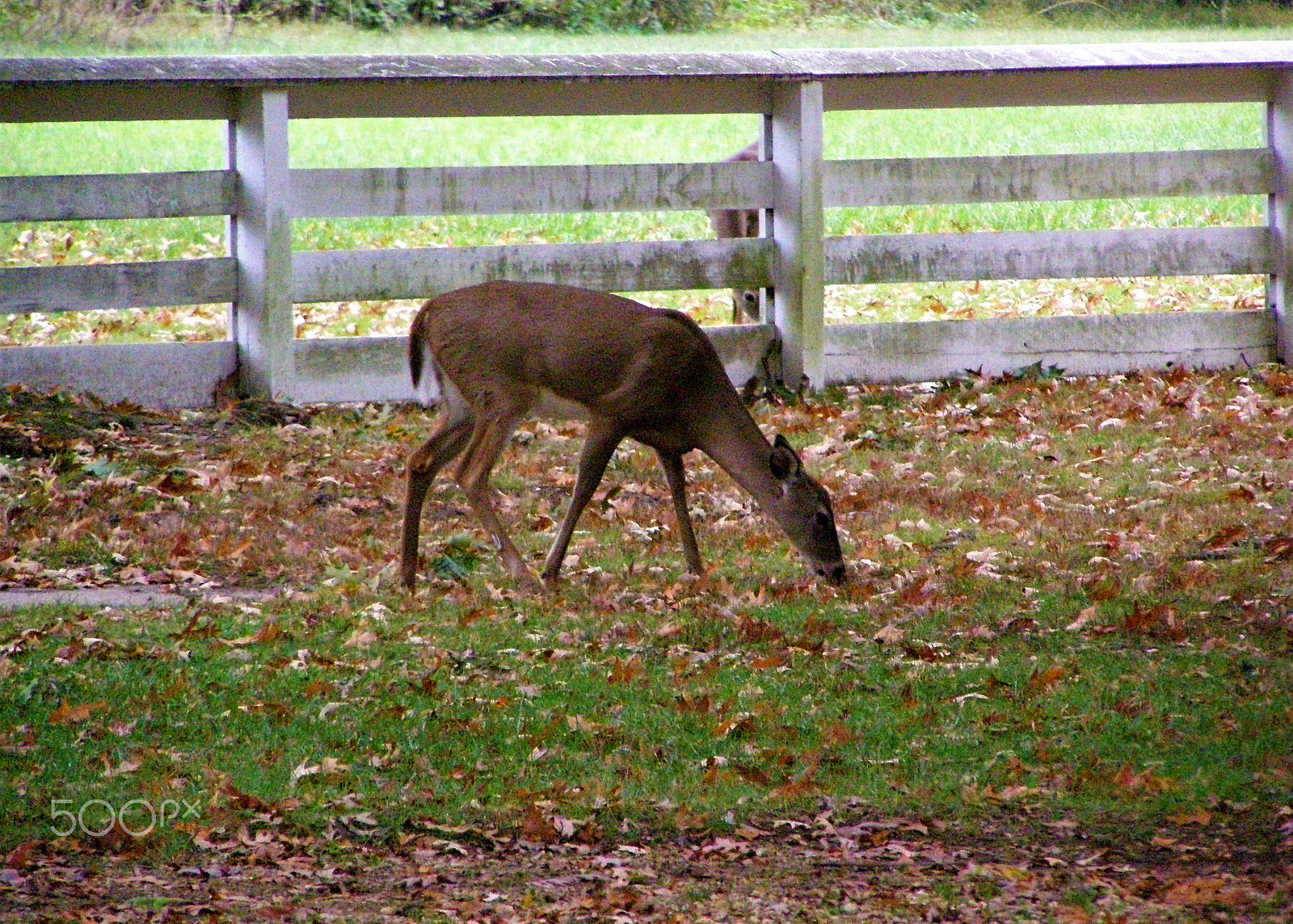 Olympus SP510UZ sample photo. Yorktown photography
