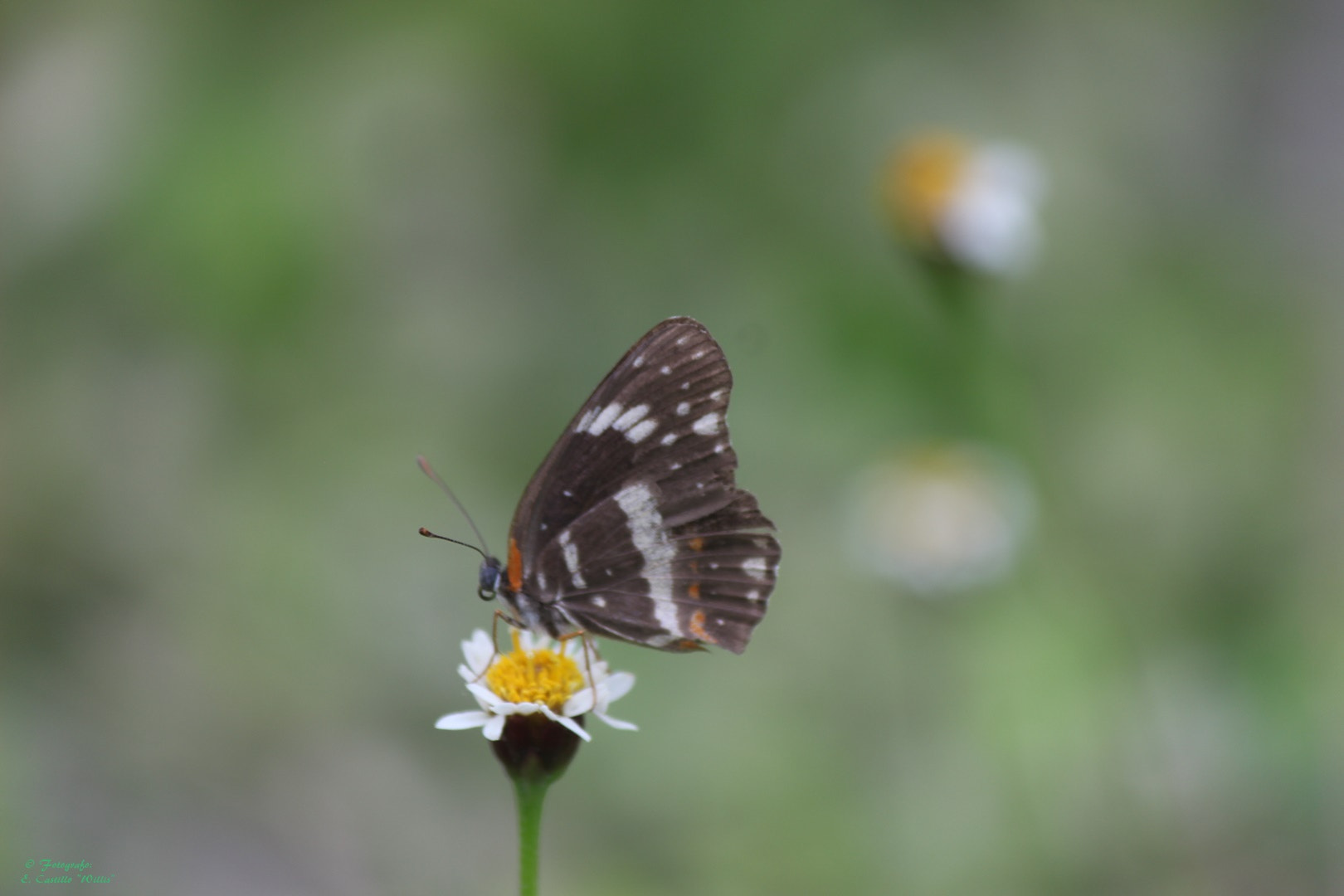 Canon EF-S 55-250mm F4-5.6 IS II sample photo. Mariposita solitaria photography