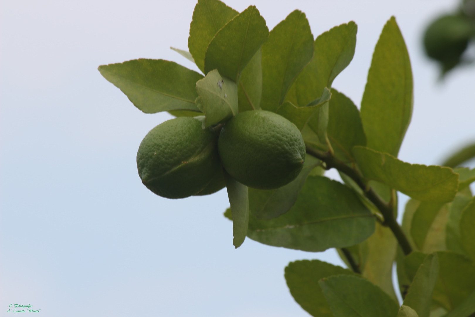 Canon EF-S 55-250mm F4-5.6 IS II sample photo. Limones solitarios photography