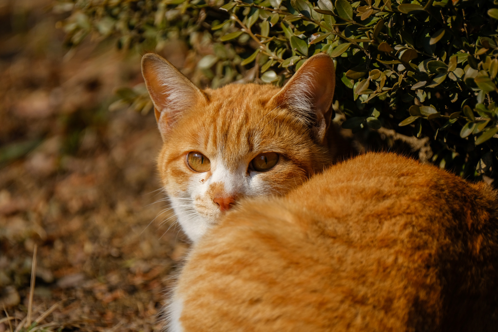 Fujifilm XF 100-400mm F4.5-5.6 R LM OIS WR sample photo. Dscf photography