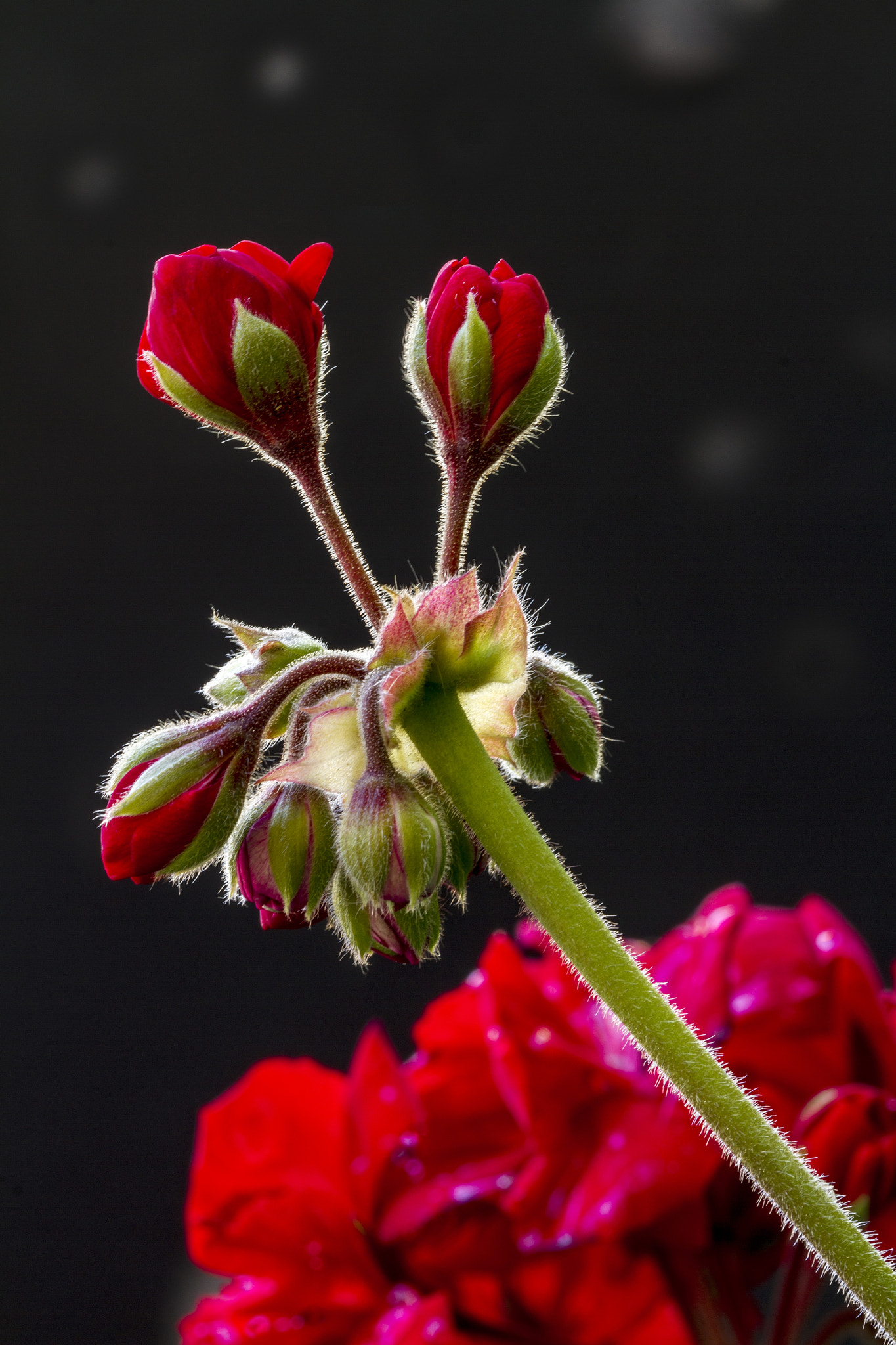 Canon EOS 7D sample photo. Mornin' geranium photography