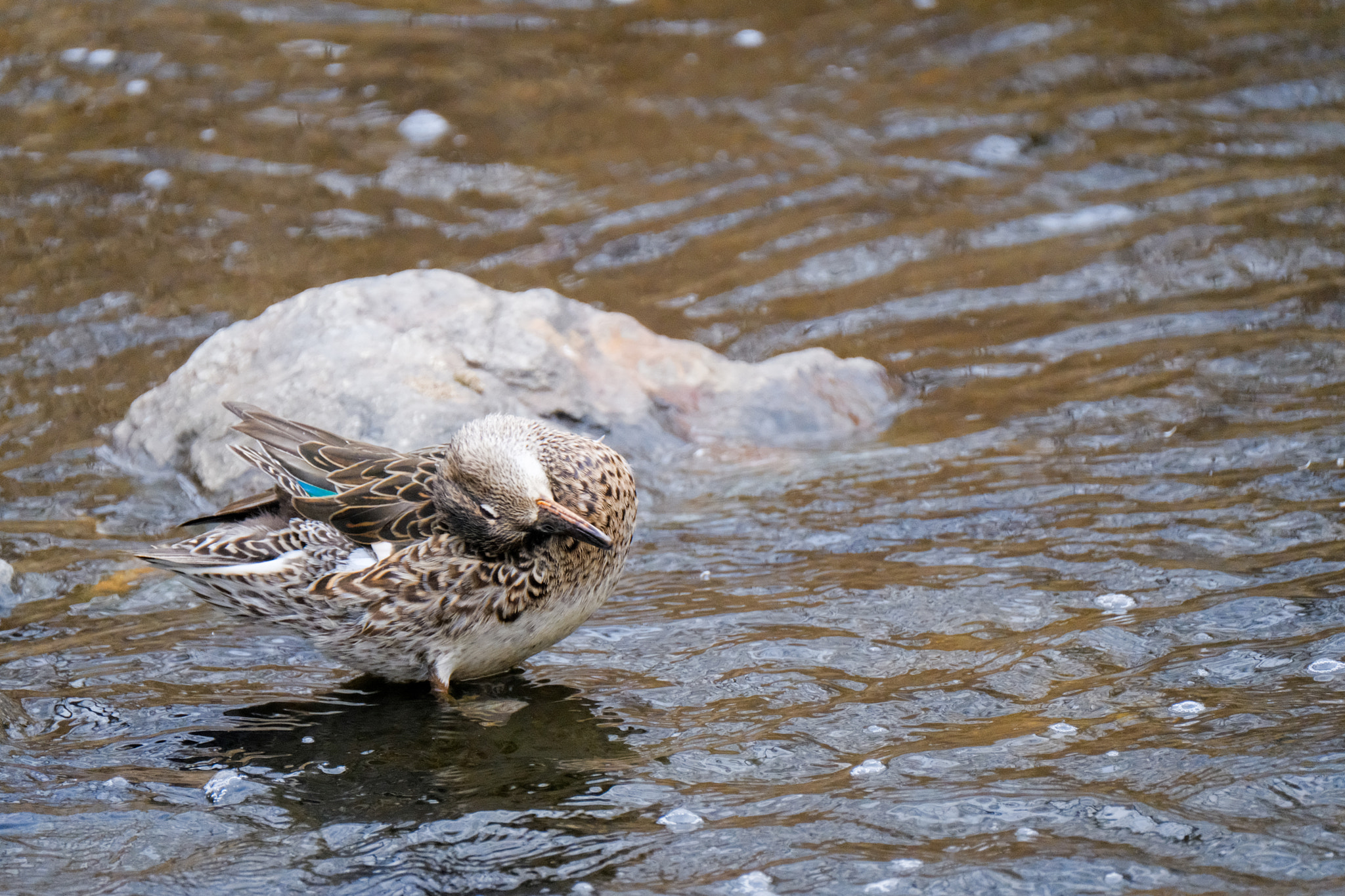 Fujifilm XF 100-400mm F4.5-5.6 R LM OIS WR sample photo. Dscf photography