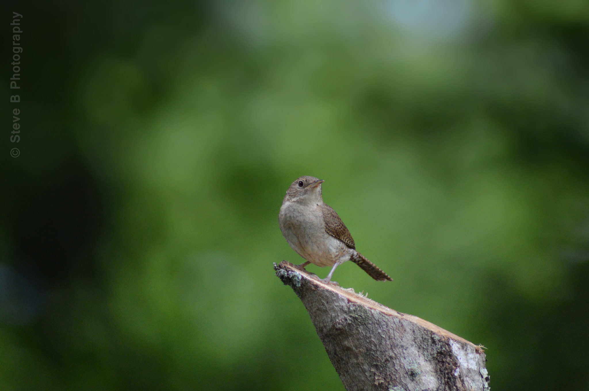 Nikon D3200 sample photo. House wren photography
