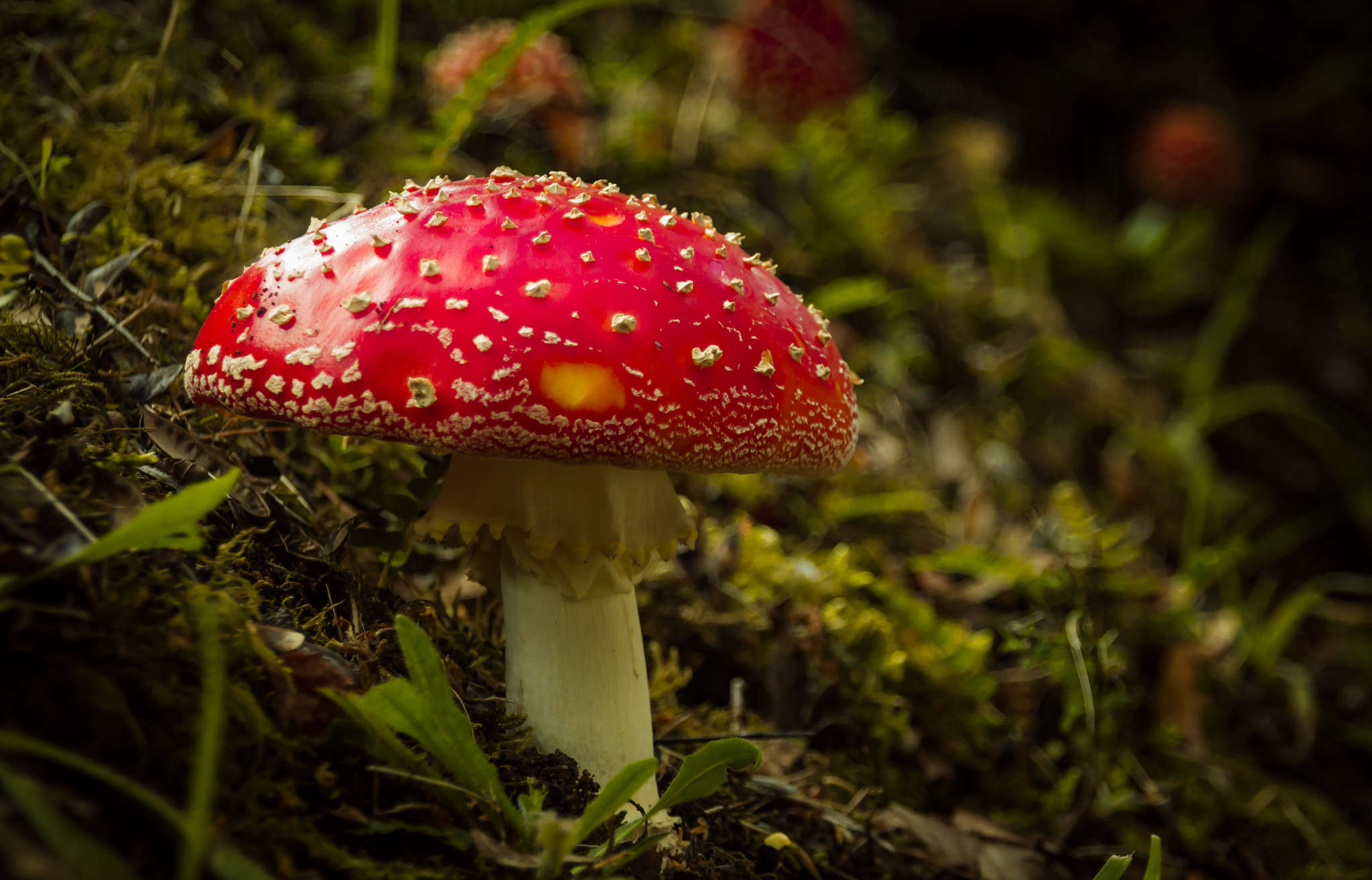 Canon EOS 1200D (EOS Rebel T5 / EOS Kiss X70 / EOS Hi) + Sigma 18-200mm f/3.5-6.3 DC OS sample photo. Amanita muscaria photography