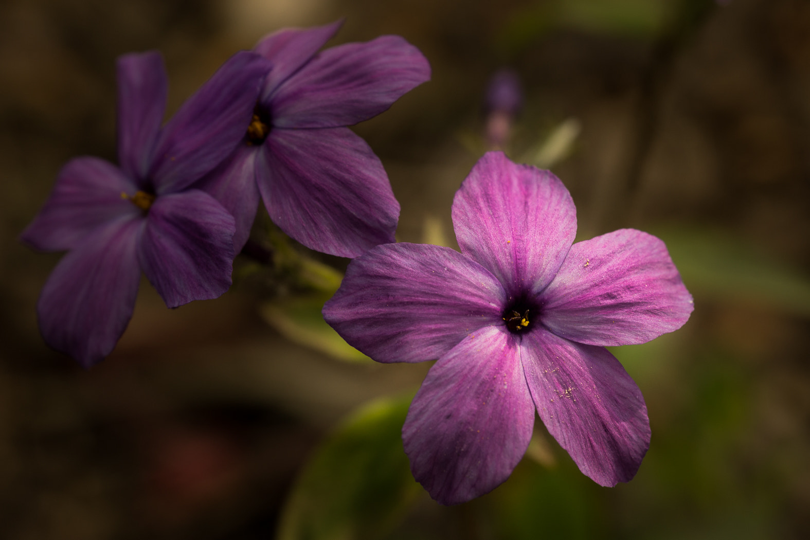 Sony SLT-A65 (SLT-A65V) sample photo. Lavender photography