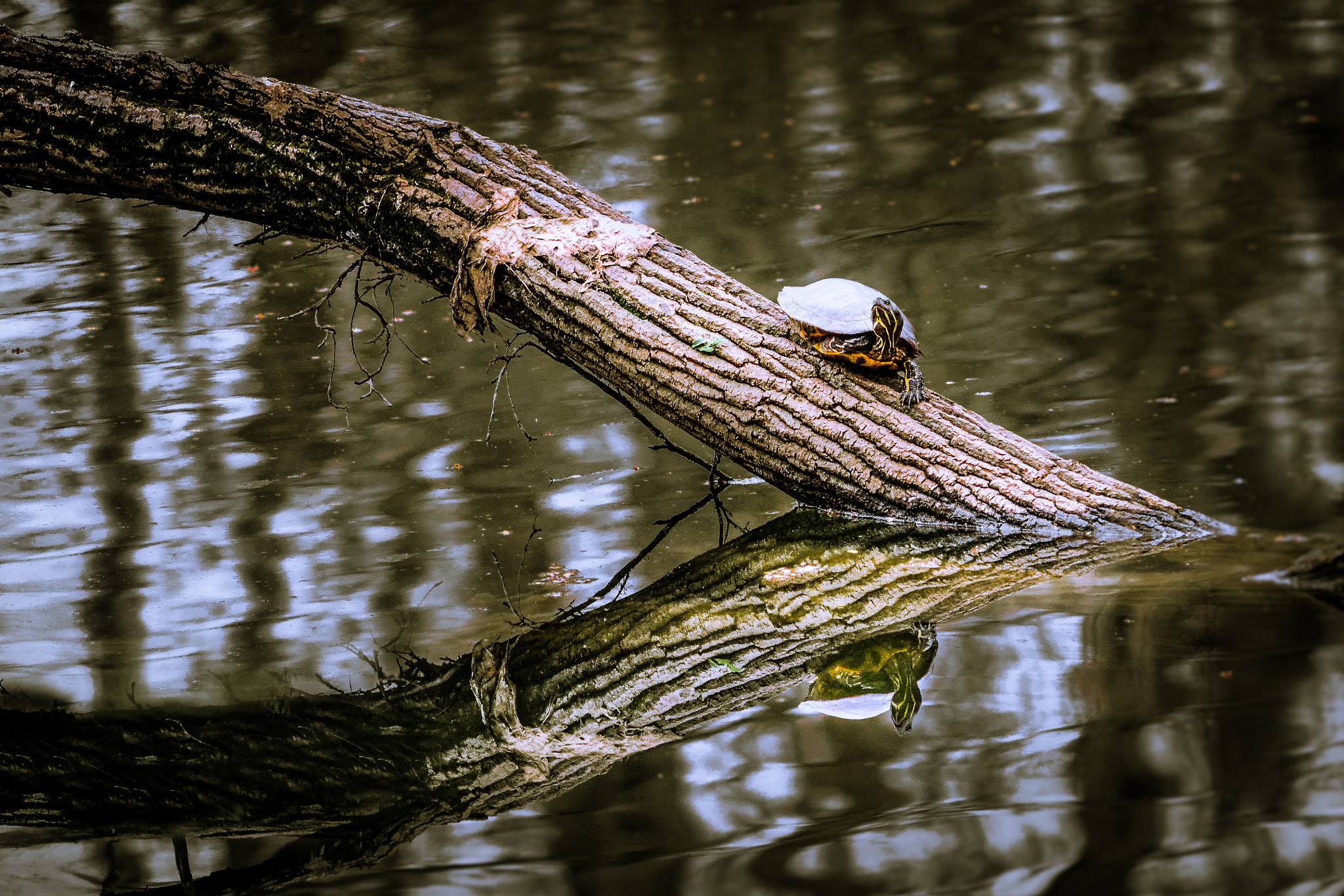 Nikon D800 + AF Nikkor 300mm f/4 IF-ED sample photo. Reflection photography