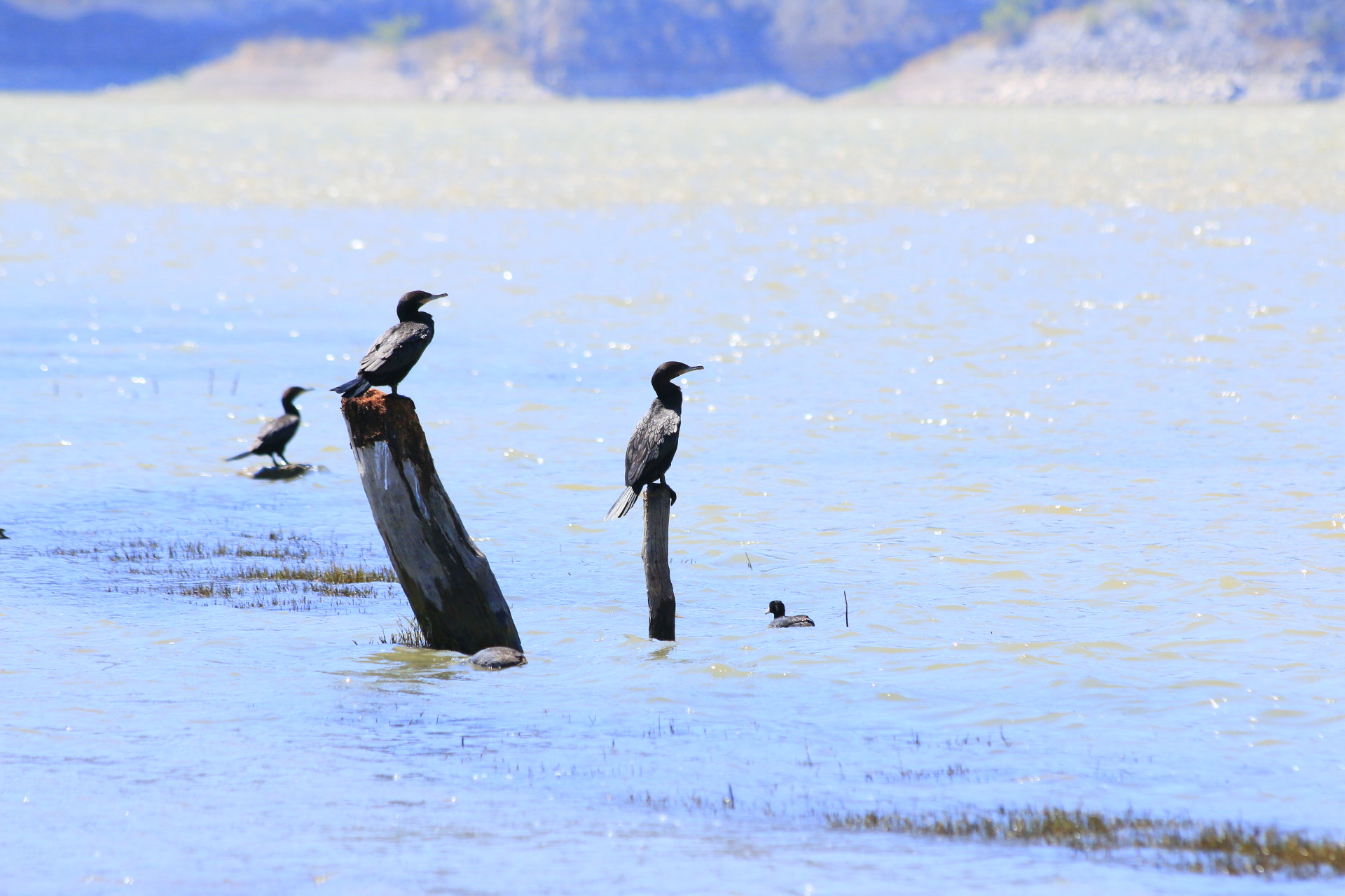 Canon EF 70-300mm F4-5.6 IS USM sample photo. Cormorants photography
