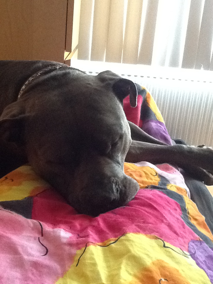 Apple iPad 2 sample photo. Lazy dog photography