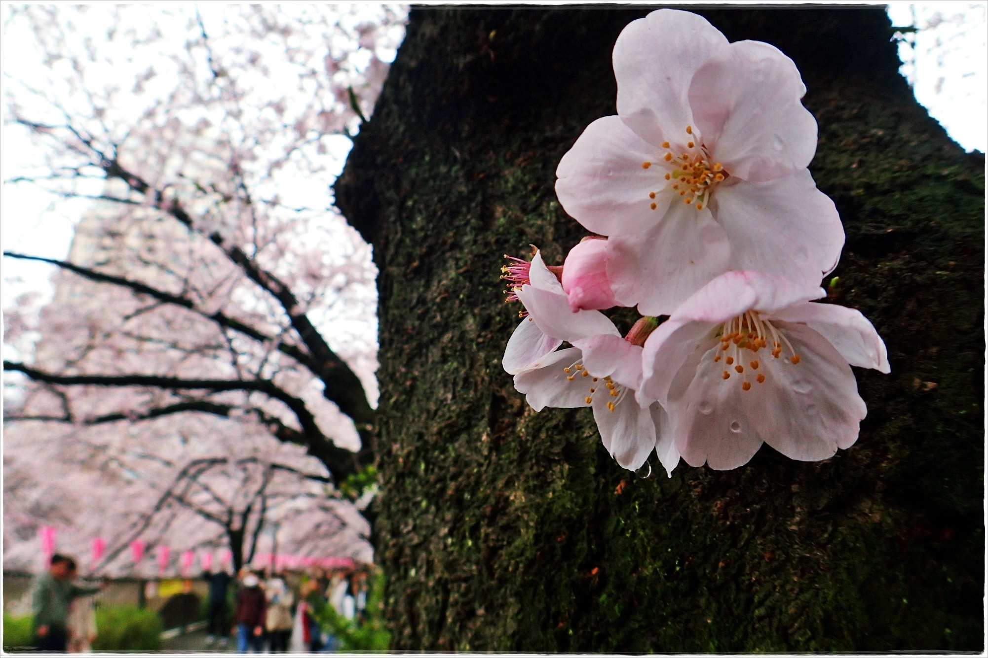Olympus TG-3 sample photo. Sakura photography