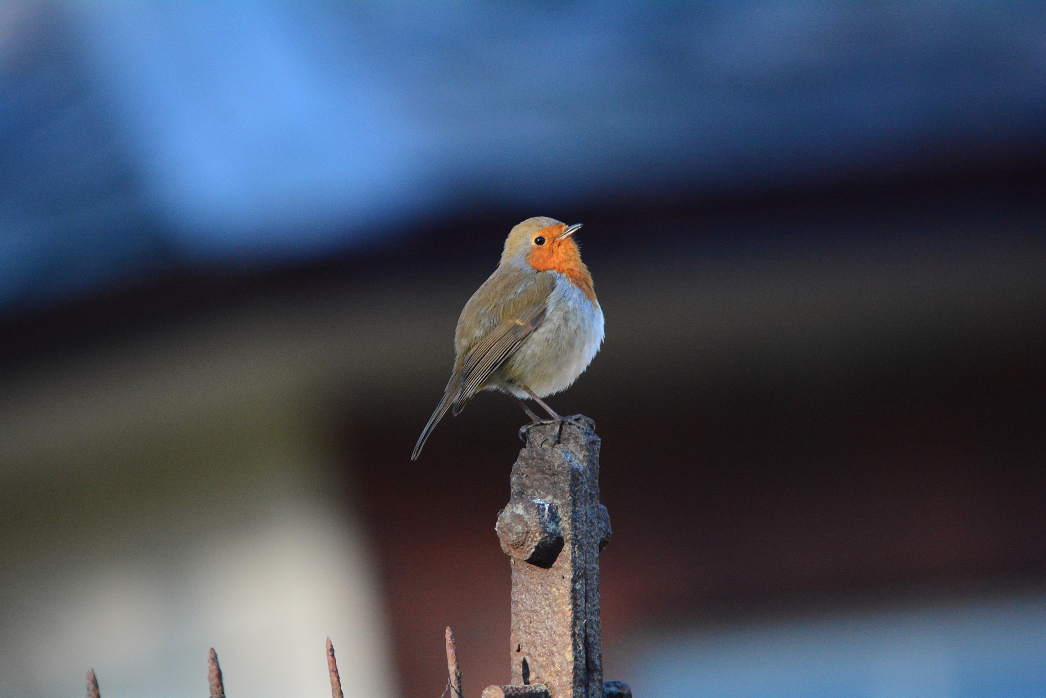 Sigma 150-500mm F5-6.3 DG OS HSM sample photo. Fluffed up photography