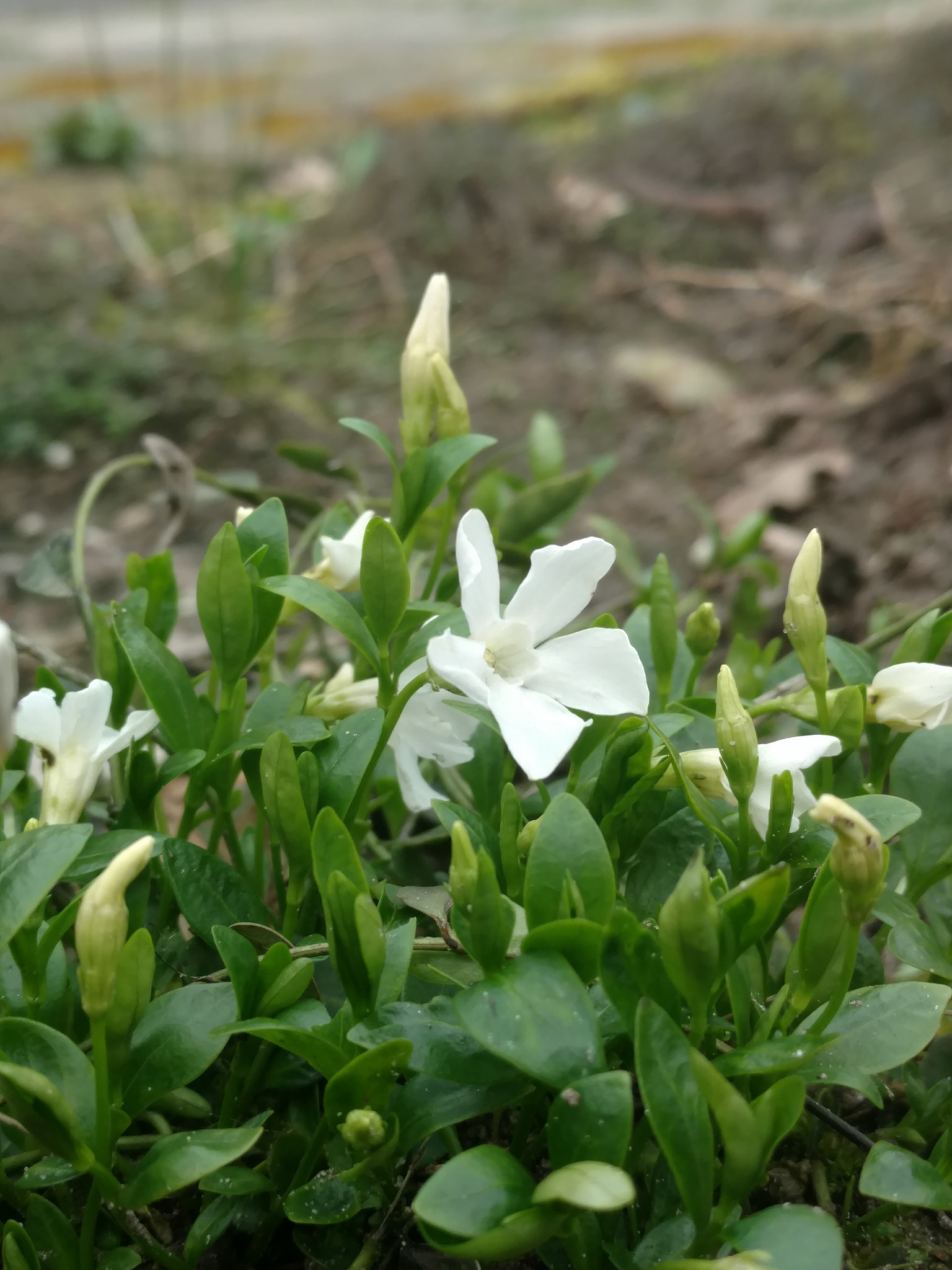 Motorola Moto X Style sample photo. March 31 photography