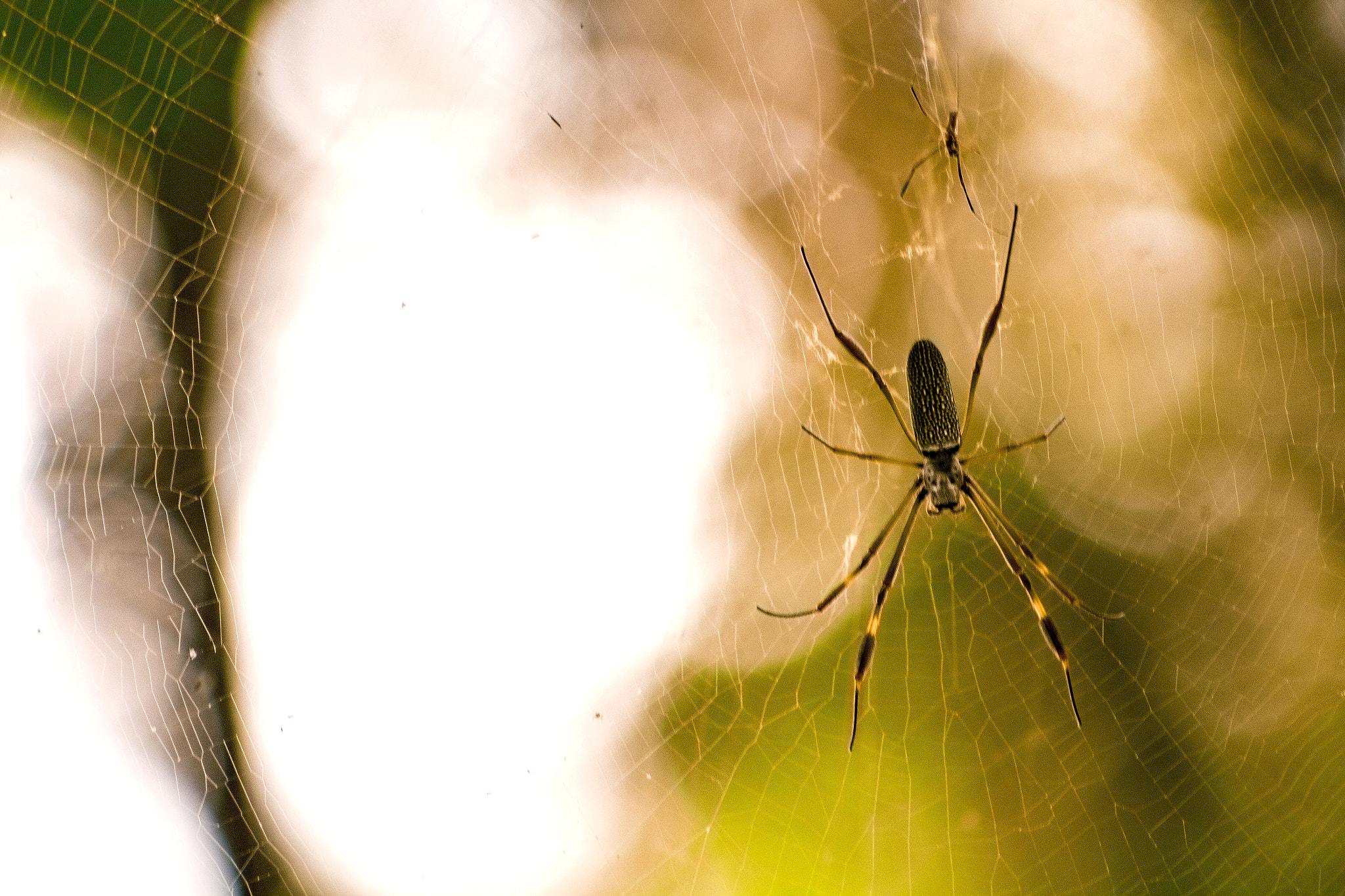 Canon EF 75-300mm f/4-5.6 USM sample photo. Spider photography