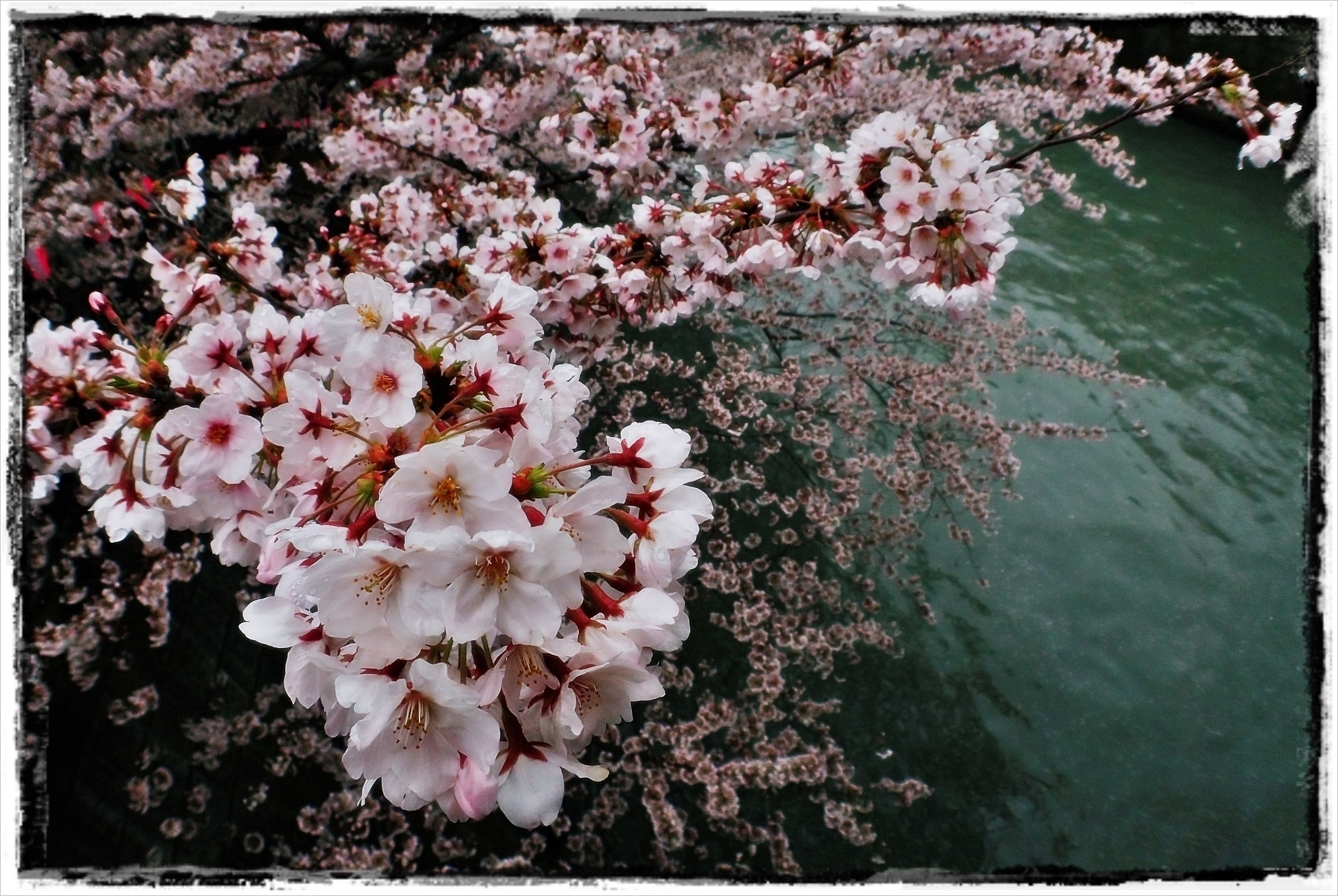 Olympus TG-3 sample photo. Sakura photography