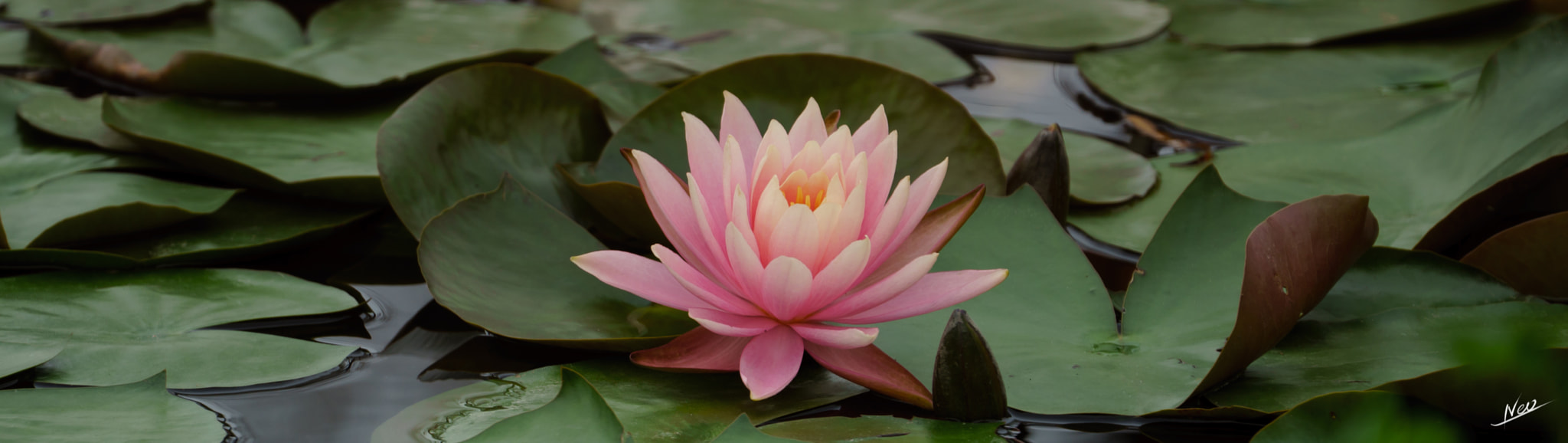Sony FE 70-300mm F4.5-5.6 G OSS sample photo. Lotus photography