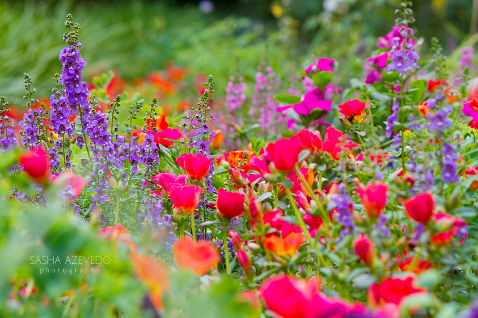 Canon EF-S 55-250mm F4-5.6 IS II sample photo. Hampton park photography
