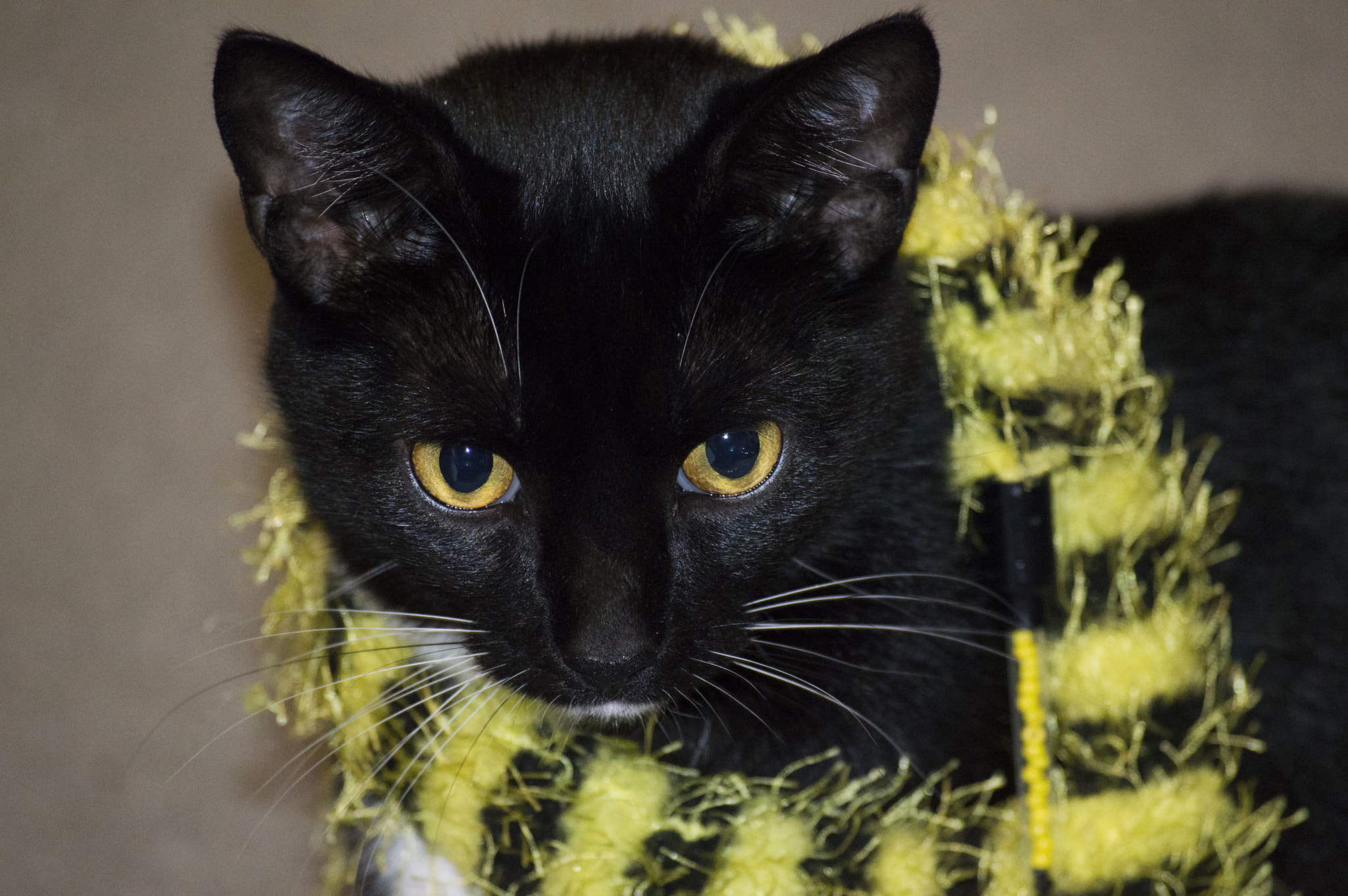 Nikon D3200 sample photo. Little hufflepuff photography