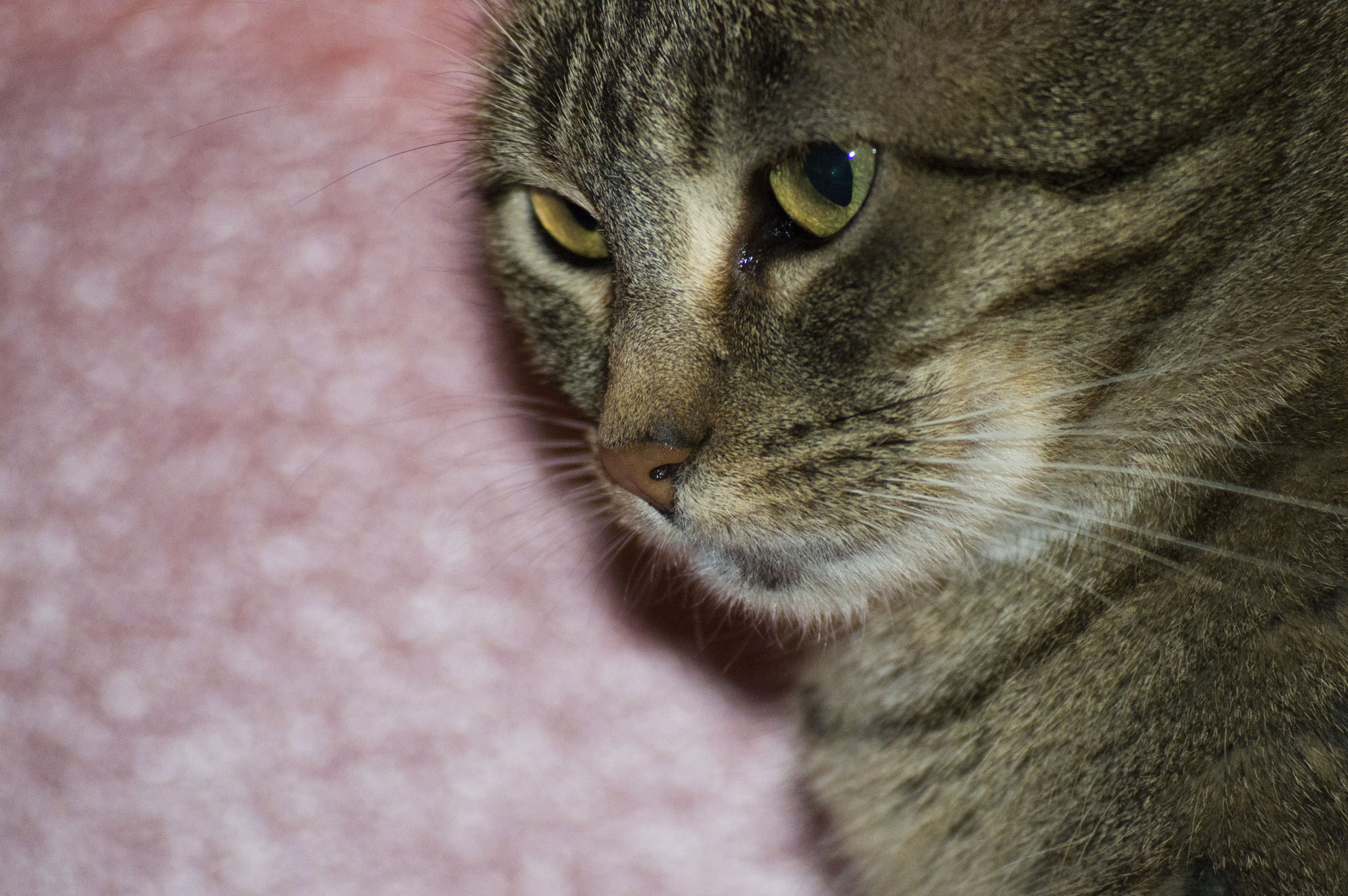 Nikon D3200 sample photo. Observant chiyo photography