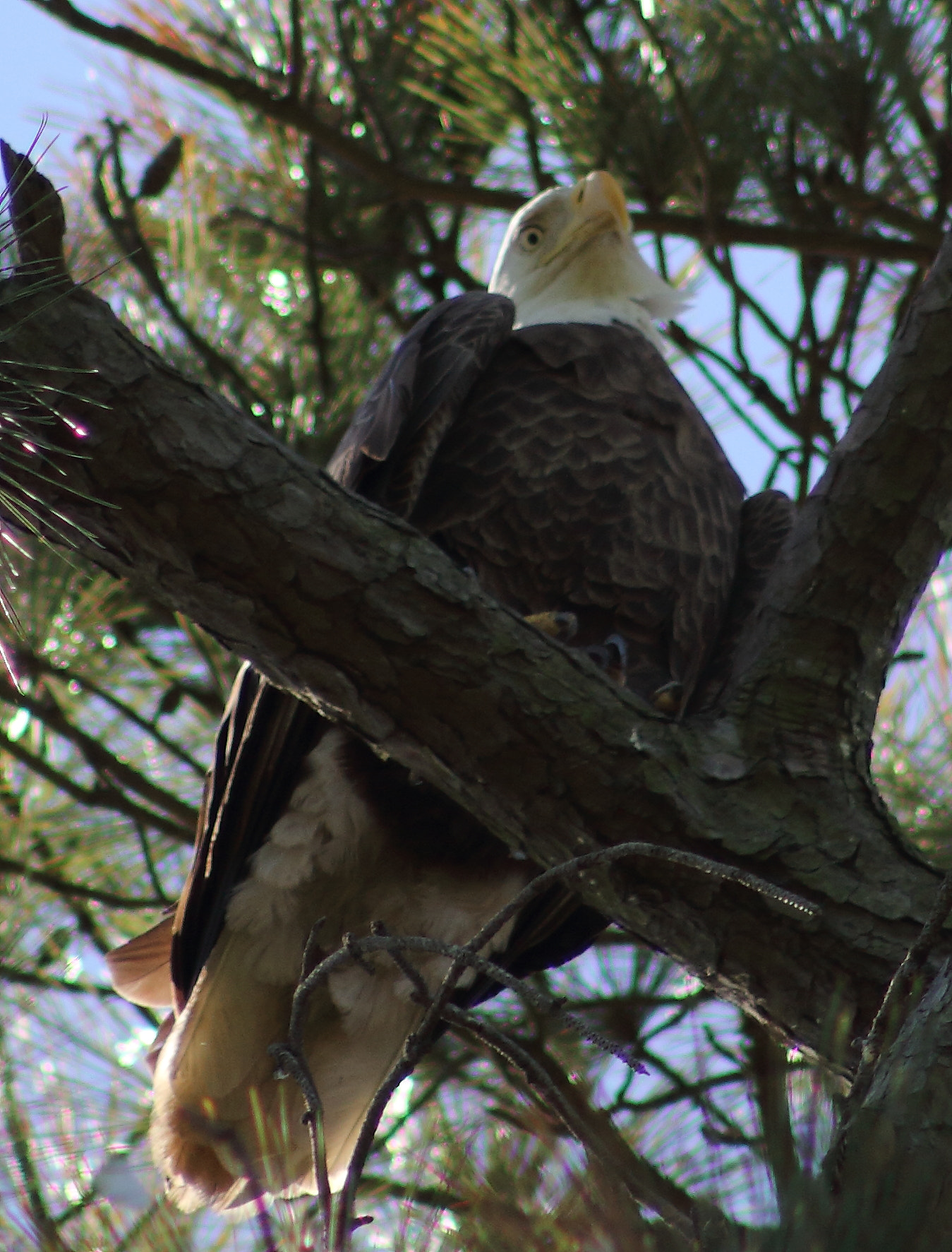 Canon EOS 60D sample photo. Bald eagle  photography