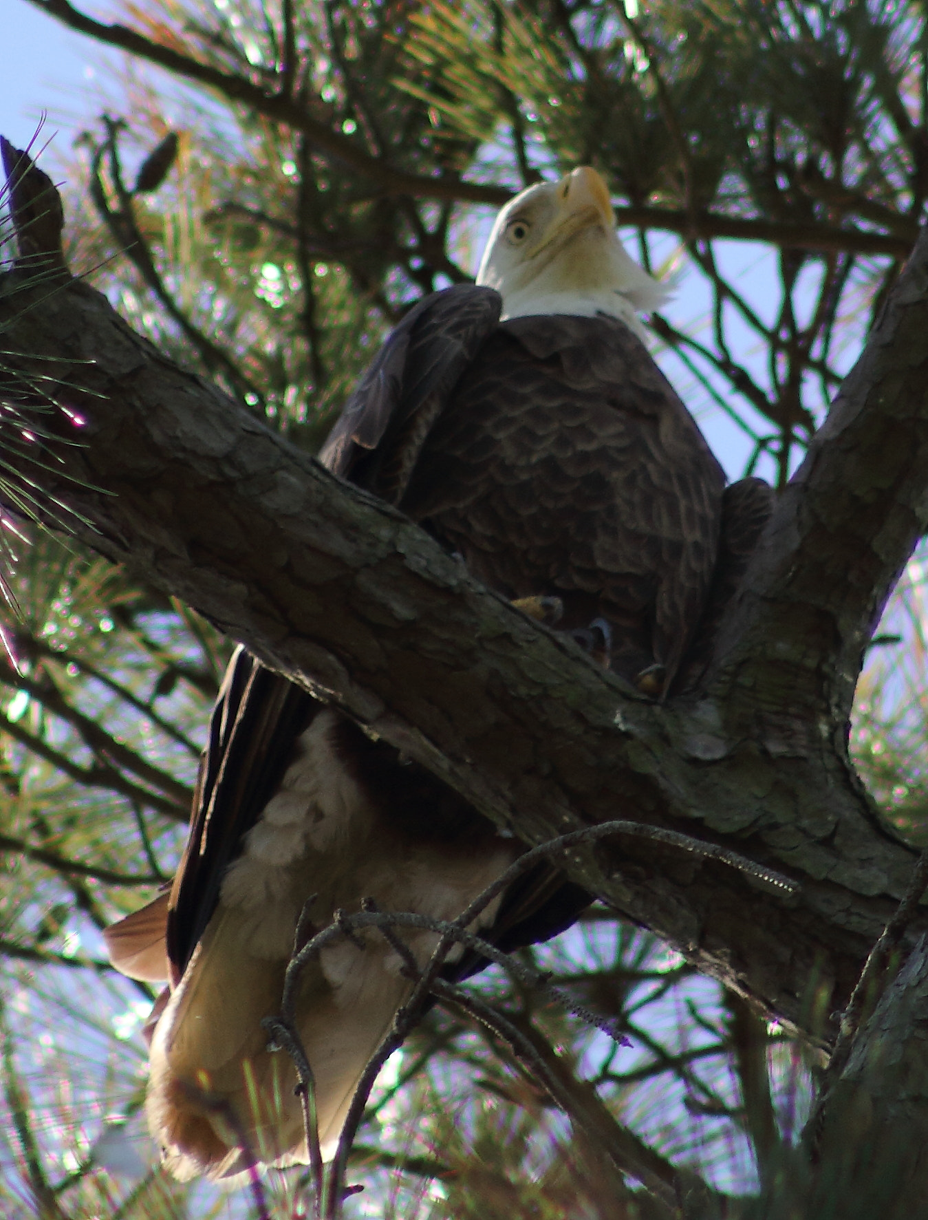 Canon EOS 60D + EF75-300mm f/4-5.6 sample photo. Bald eagle  photography