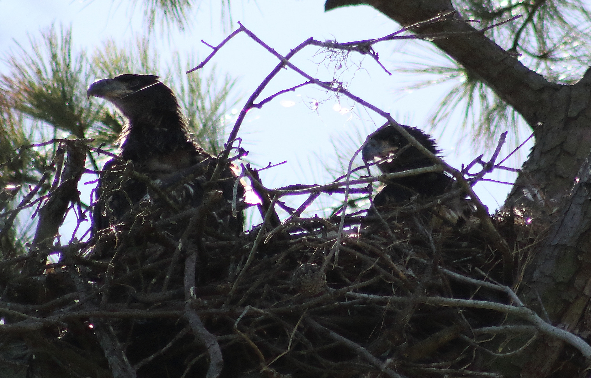 Canon EOS 60D + EF75-300mm f/4-5.6 sample photo. Juvenile bald eagles  photography