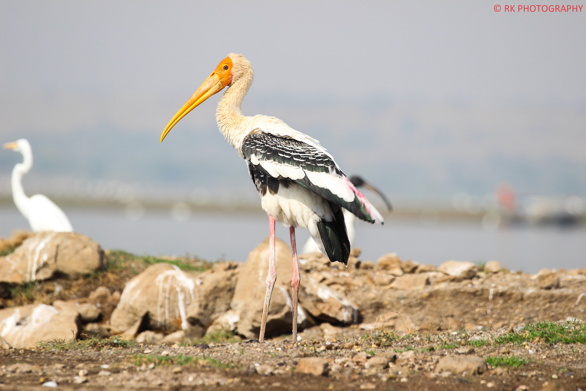 Canon EOS 600D (Rebel EOS T3i / EOS Kiss X5) sample photo. Painted stork photography