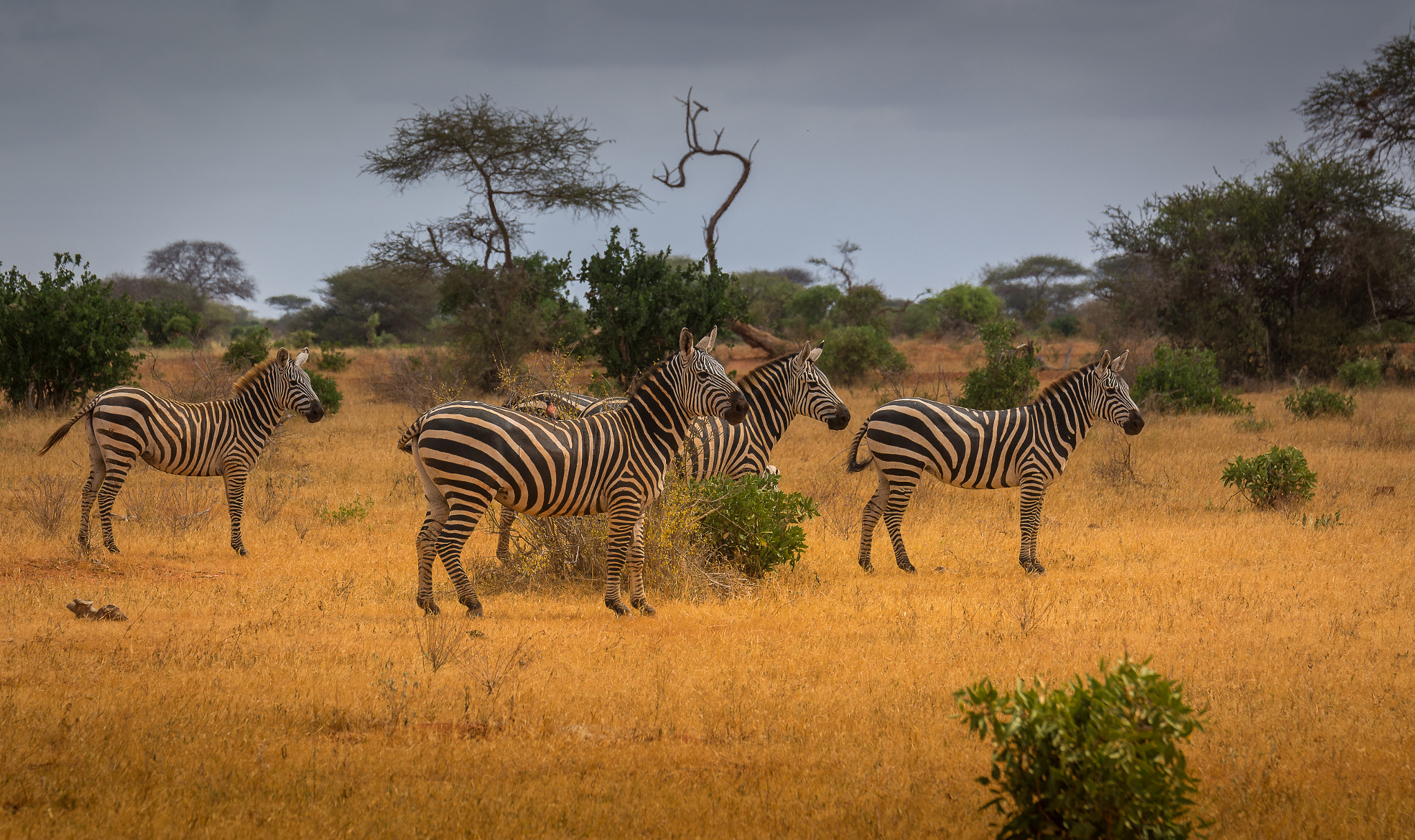 Nikon D7100 + Tamron SP 70-200mm F2.8 Di VC USD sample photo. On tour in tsavo east kenya ix photography