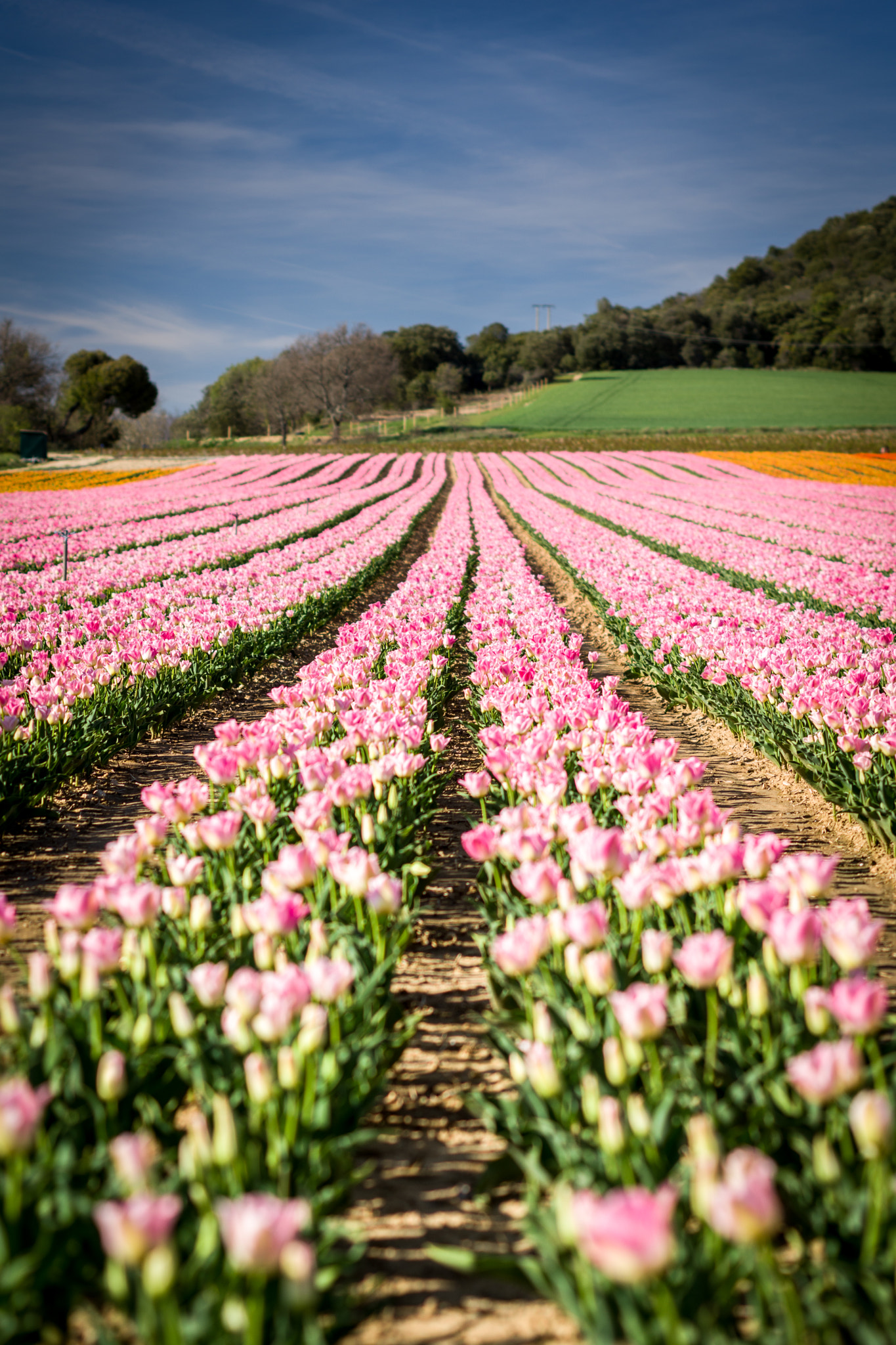 Pentax K-70 sample photo. Tulip  photography