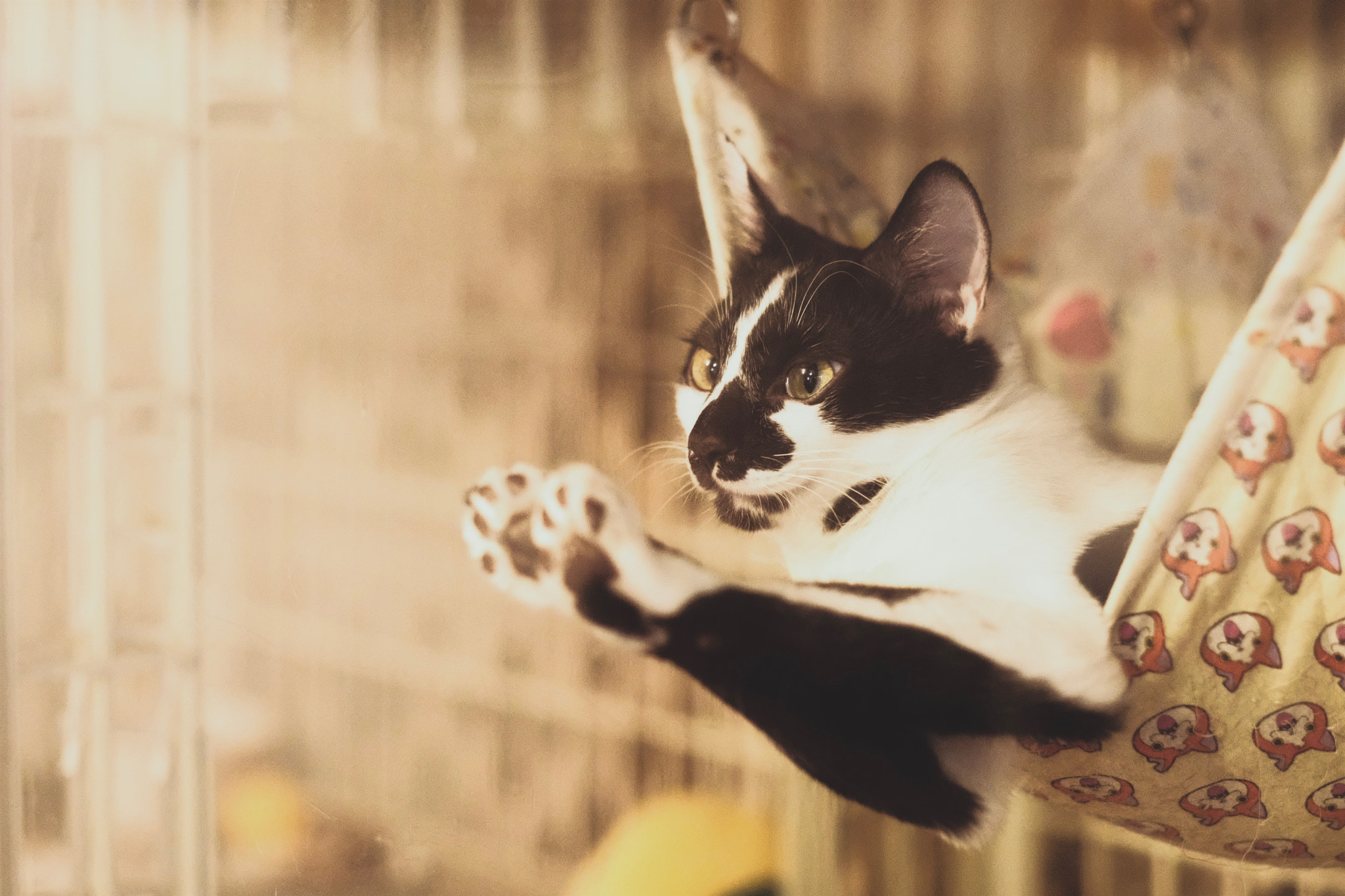 Fujifilm X-T2 + Fujifilm XF 56mm F1.2 R sample photo. Cat in toshima-ku tokyo photography